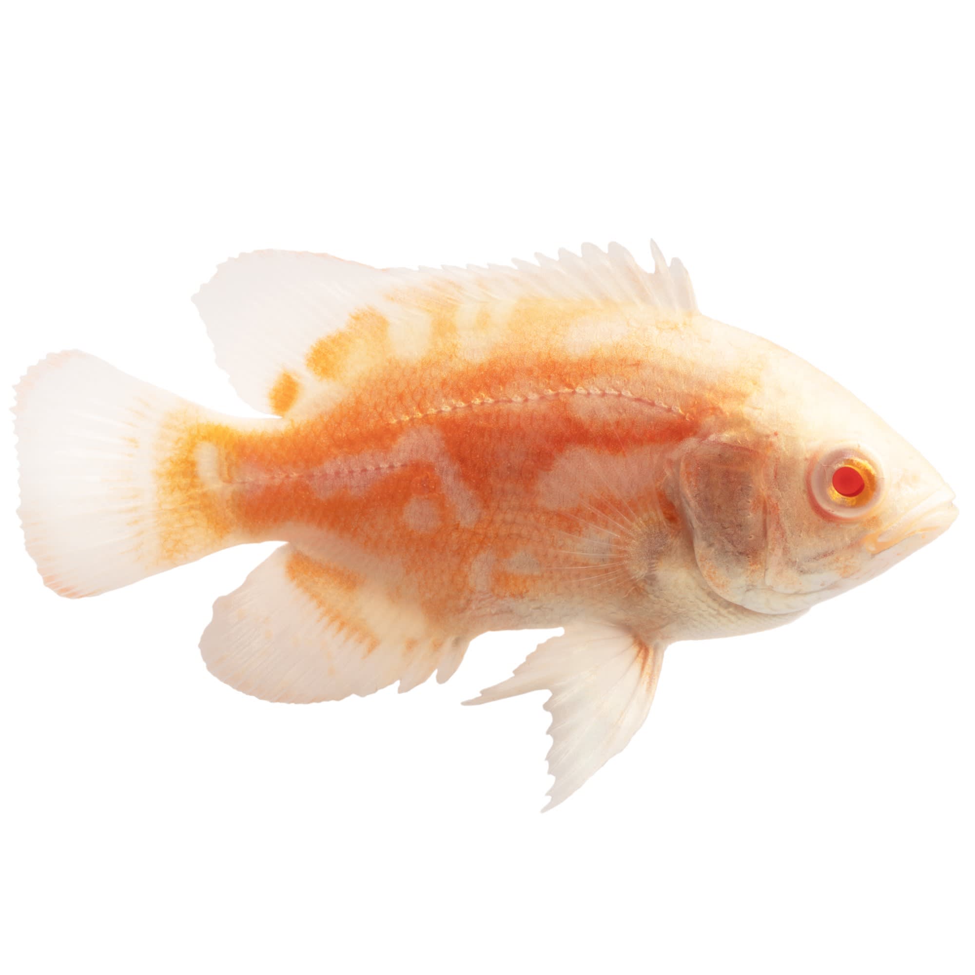 Albino Tiger Oscar Cichlid For Sale