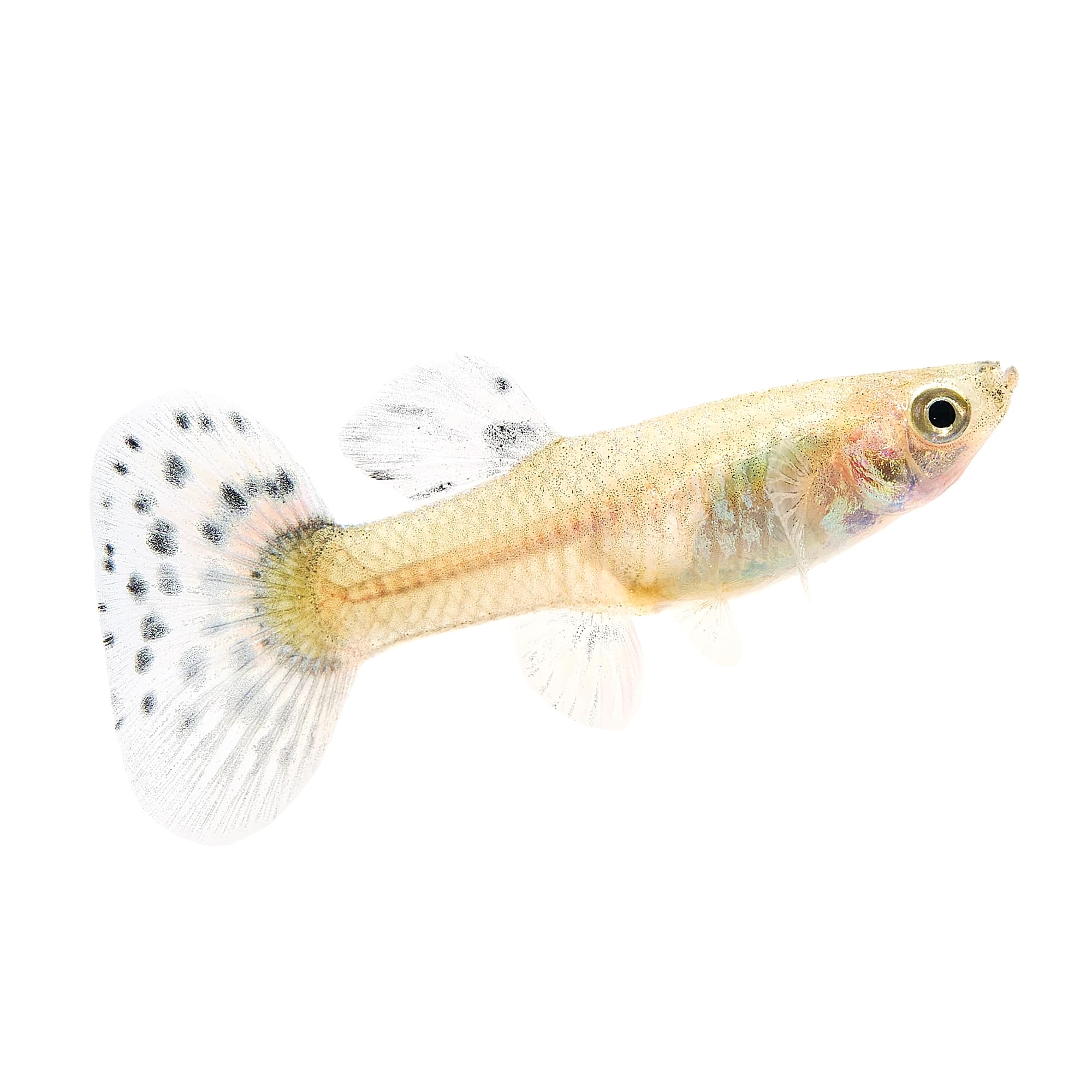 Exotic guppies best sale for sale