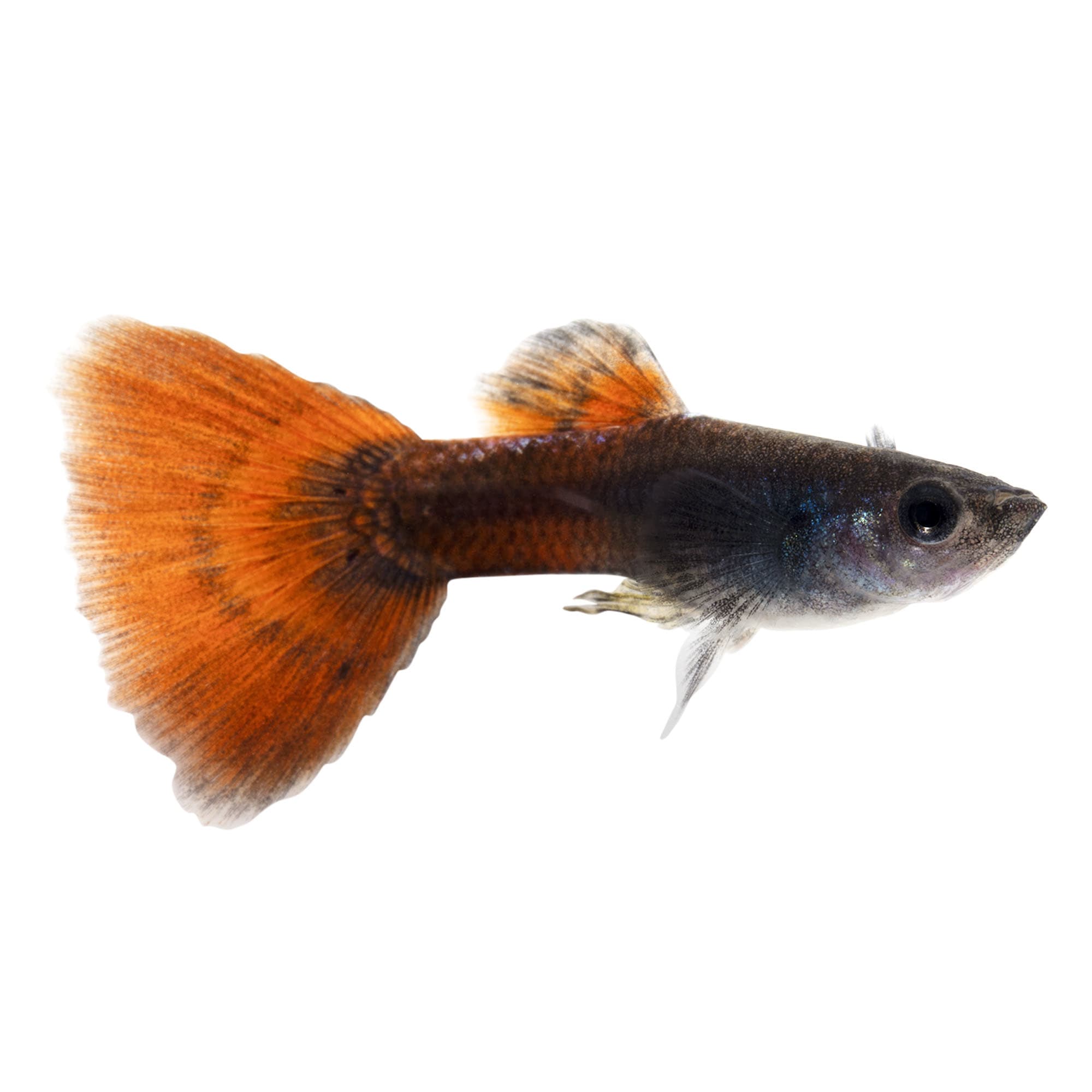 Fancy guppy fish for 2024 sale