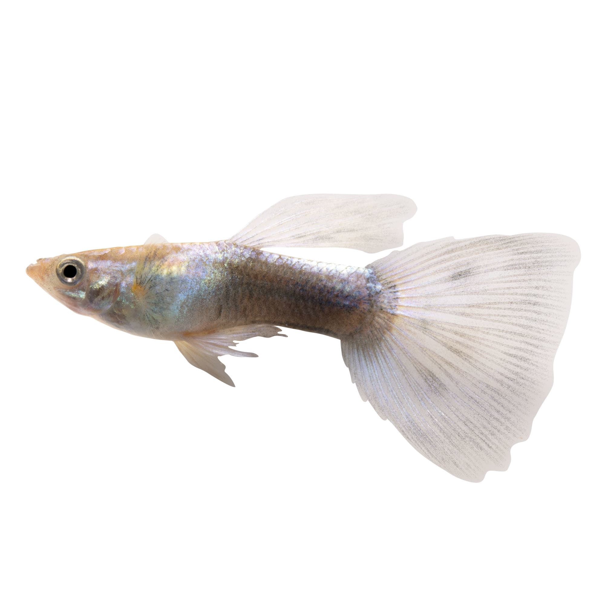 Assorted Male Fancy Guppies for Sale: Order Online