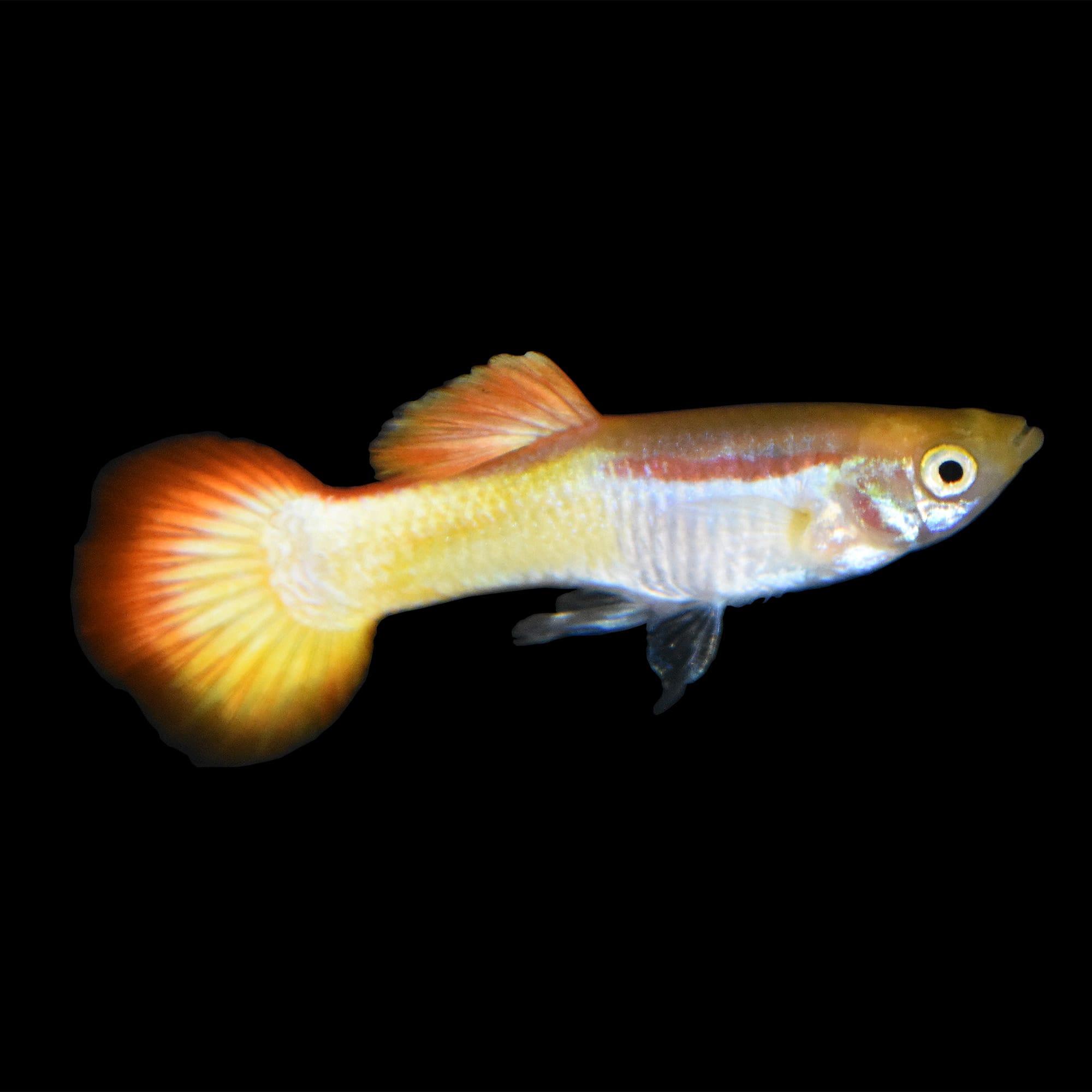 types of guppies at petco