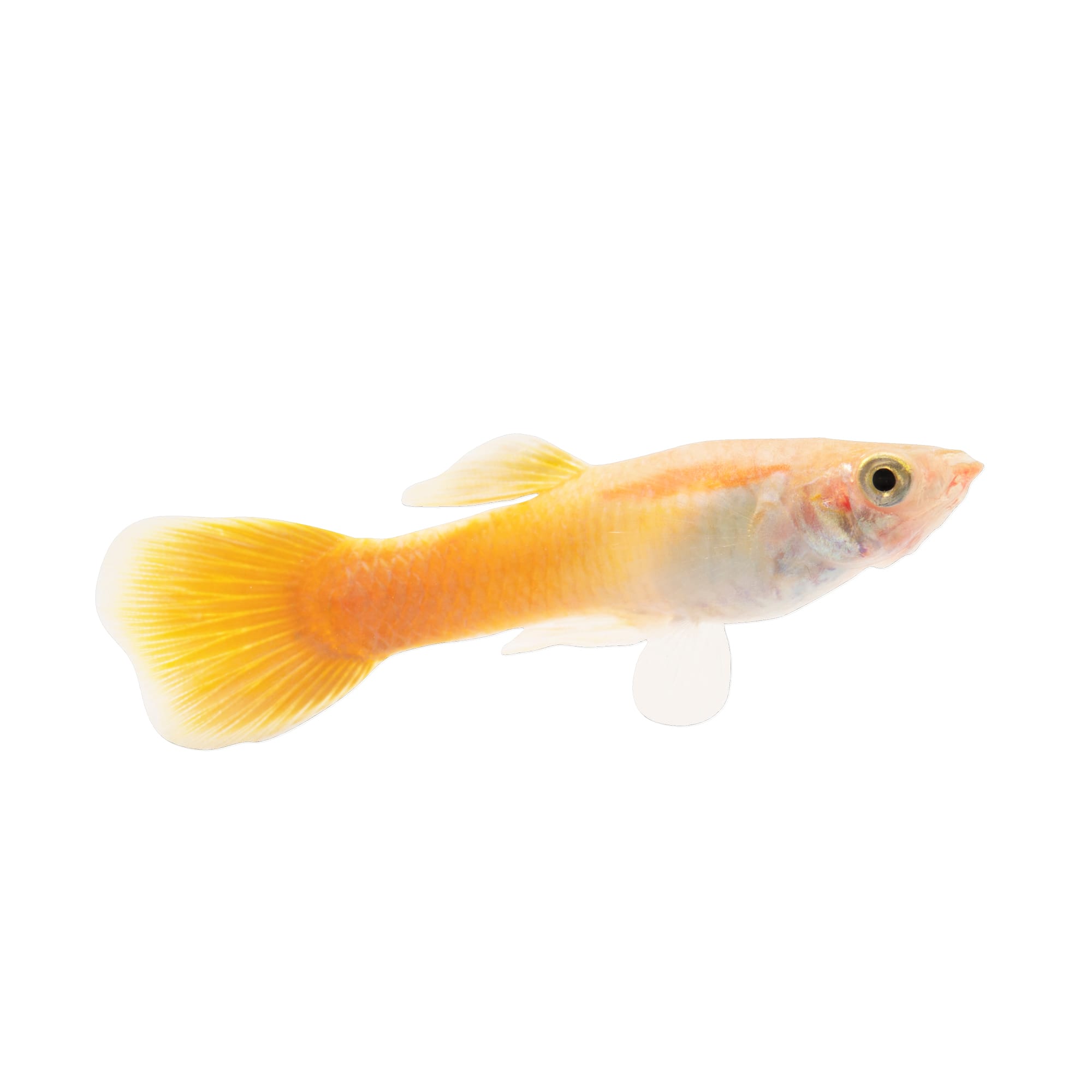 Guppy hot sale fish petco