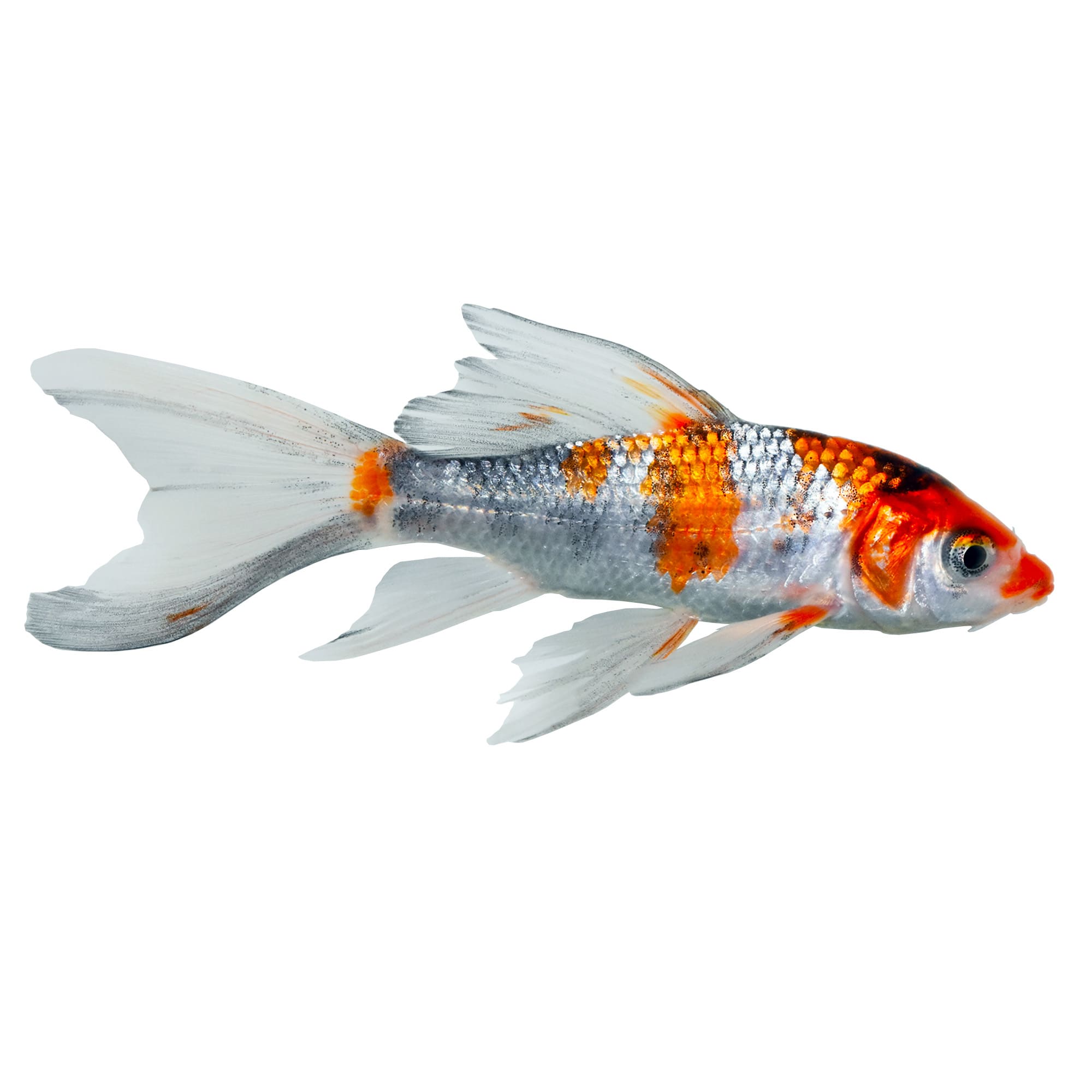 Butterfly Koi Grade A Small Cyprinus carpio Petco