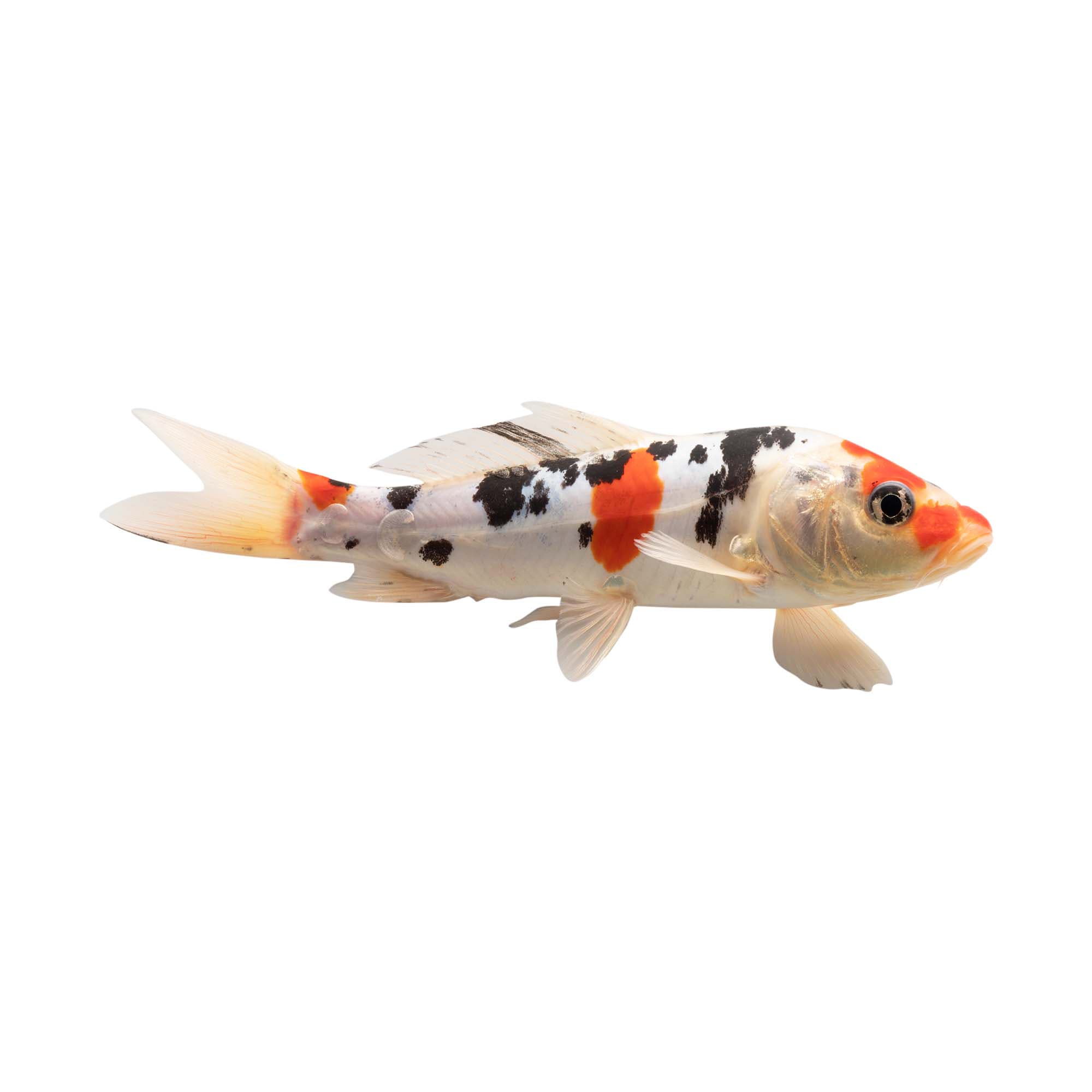 Koi small fish best sale