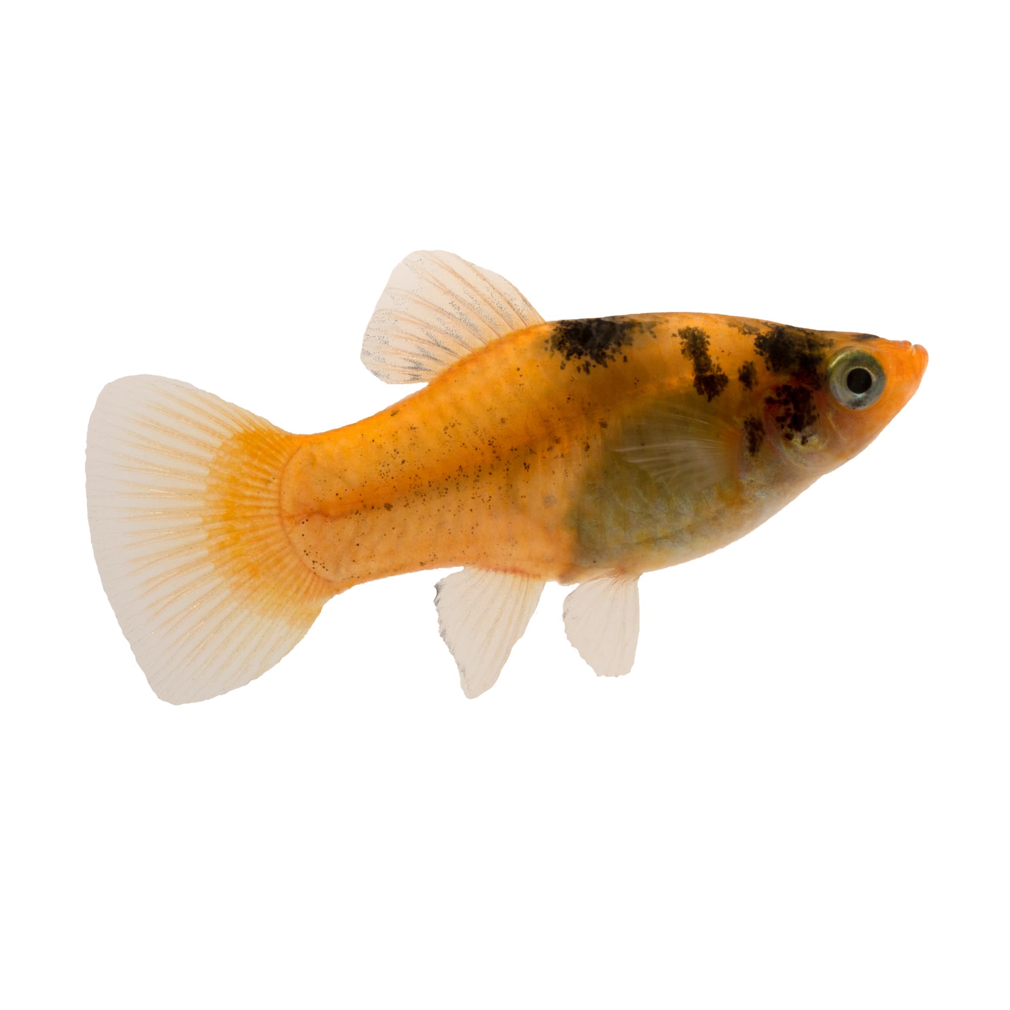 Varieties of Platy Fish (Xiphophorus spp.)