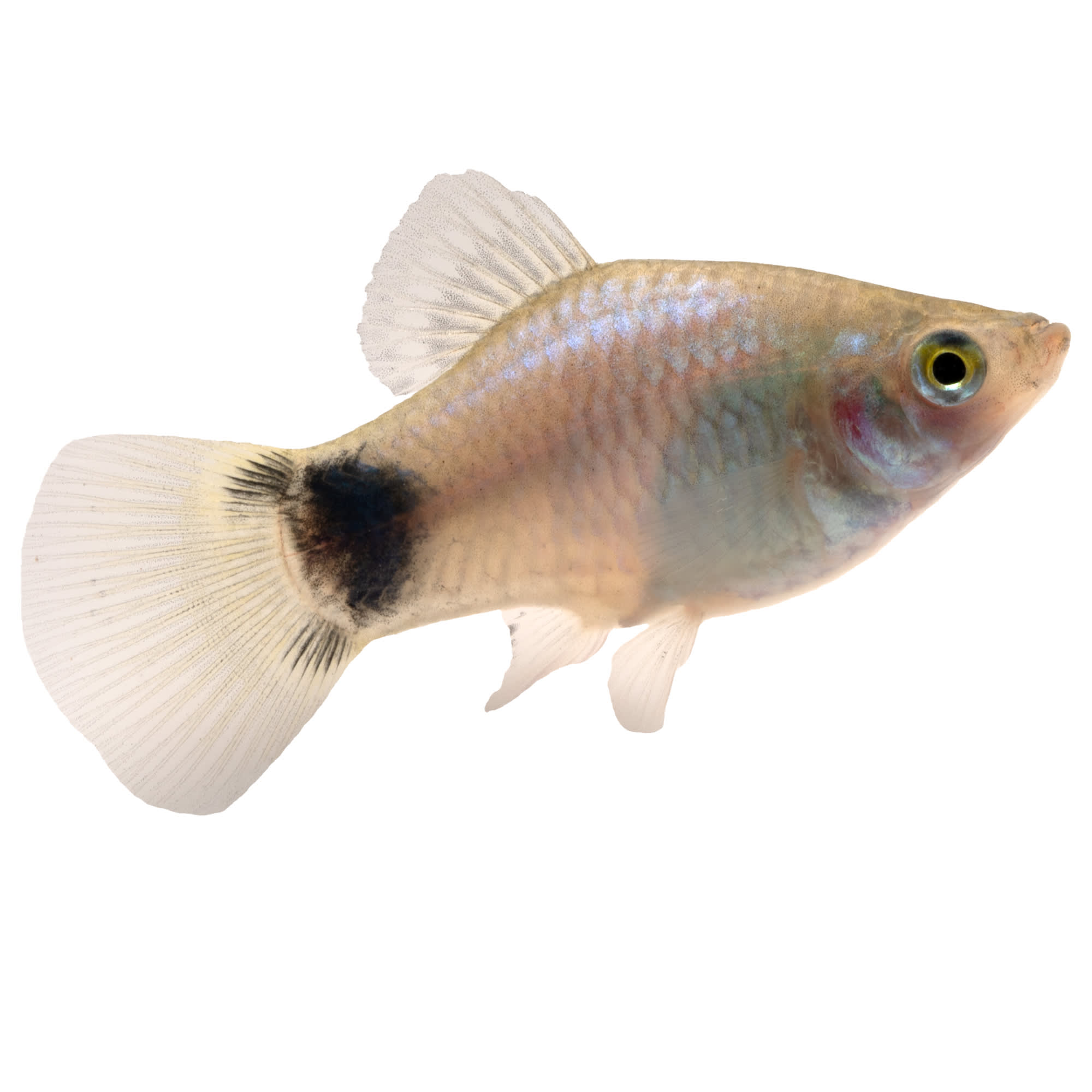 Platy Fish For Sale Petco