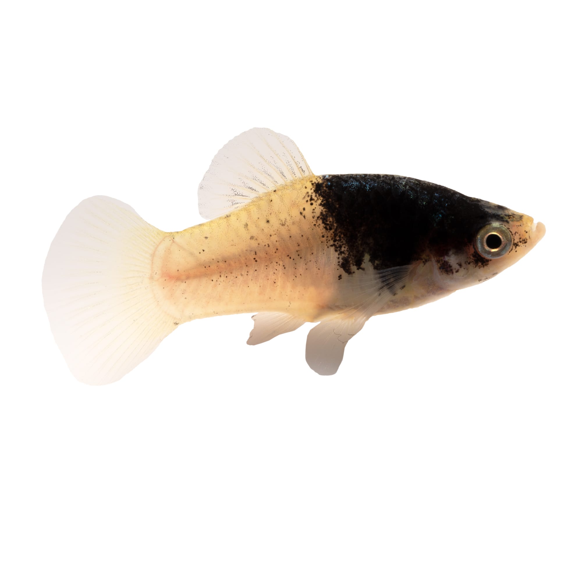 Platy Fish For Sale Petco