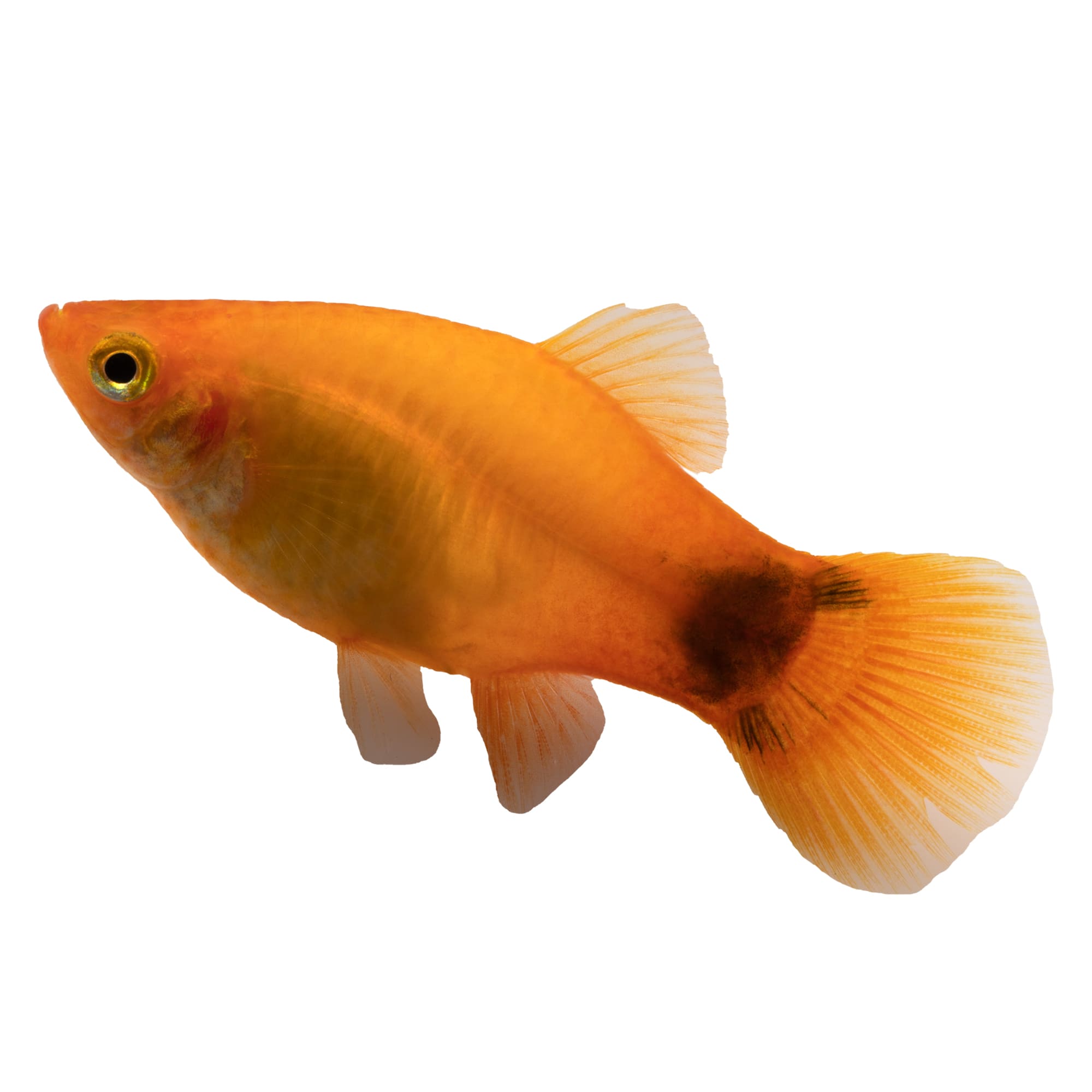 Platy Fish For Sale Petco