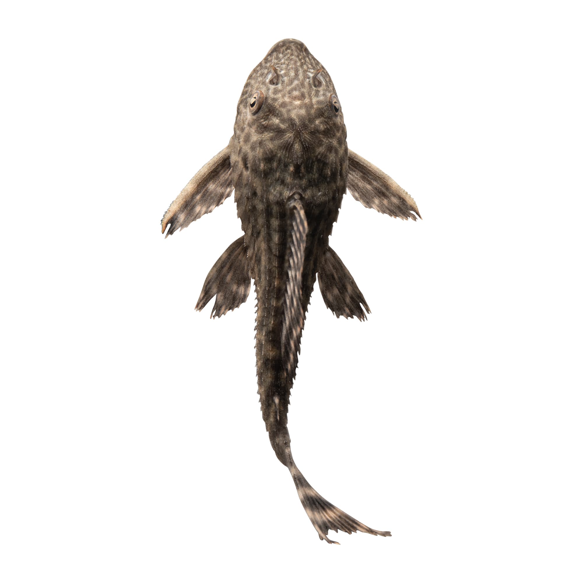 Plecostomus - Small