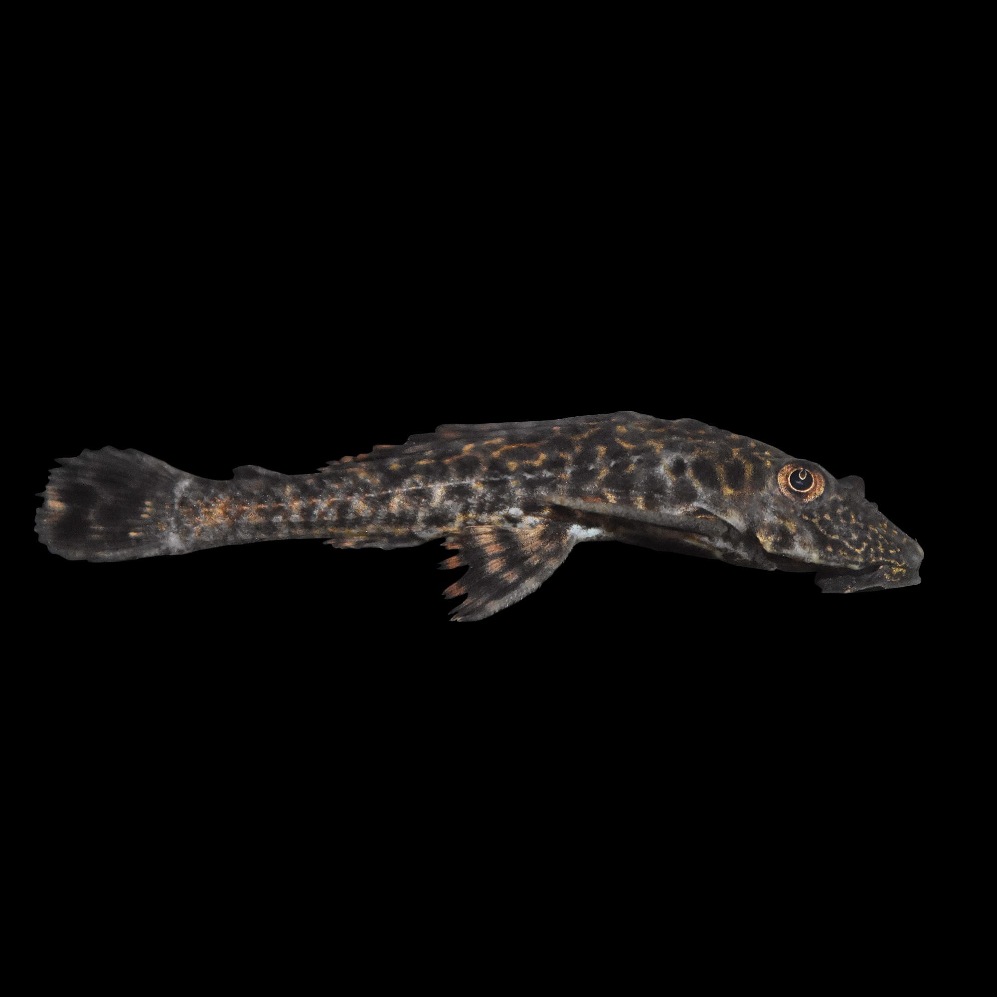 plecostomus petsmart