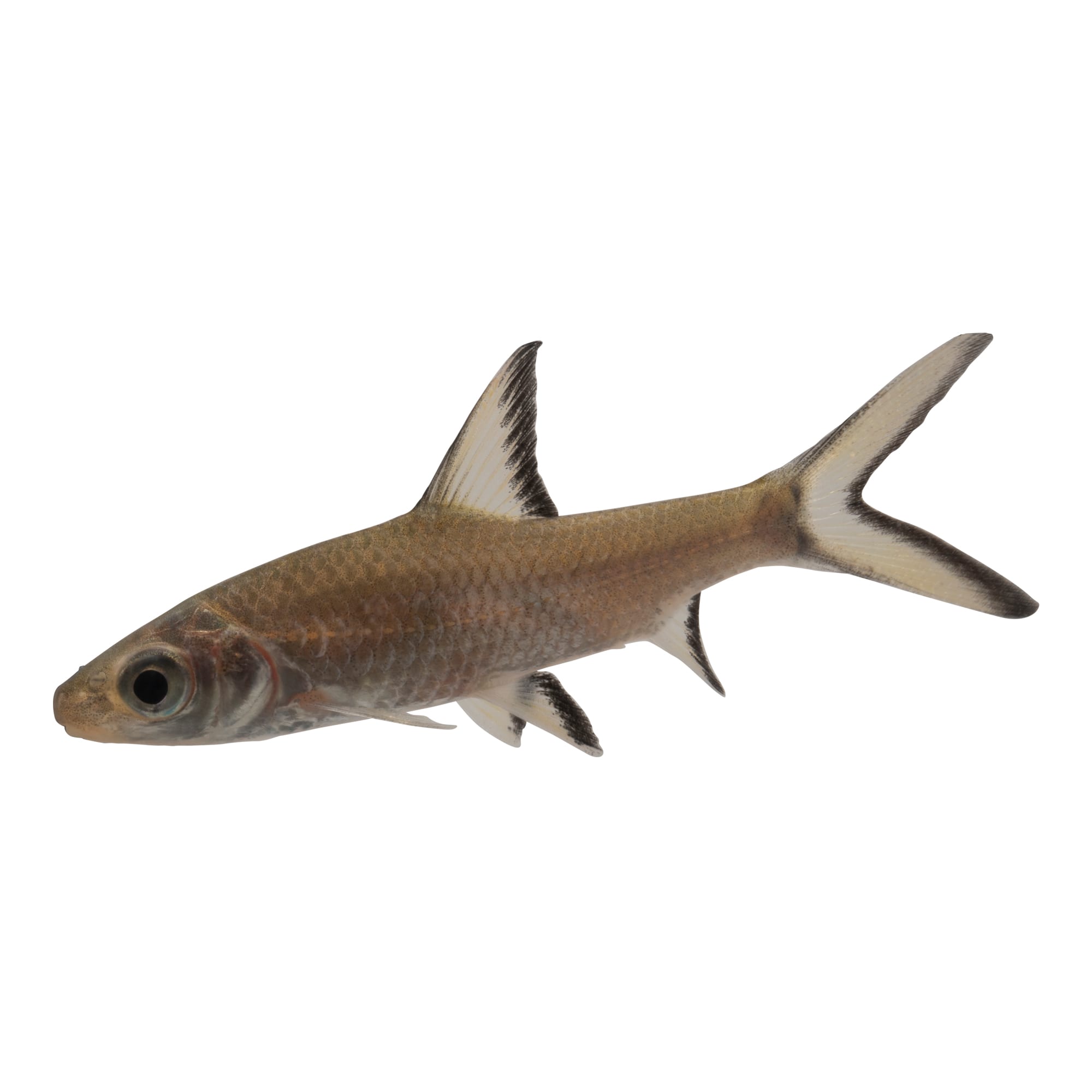 Small shark hot sale fish price