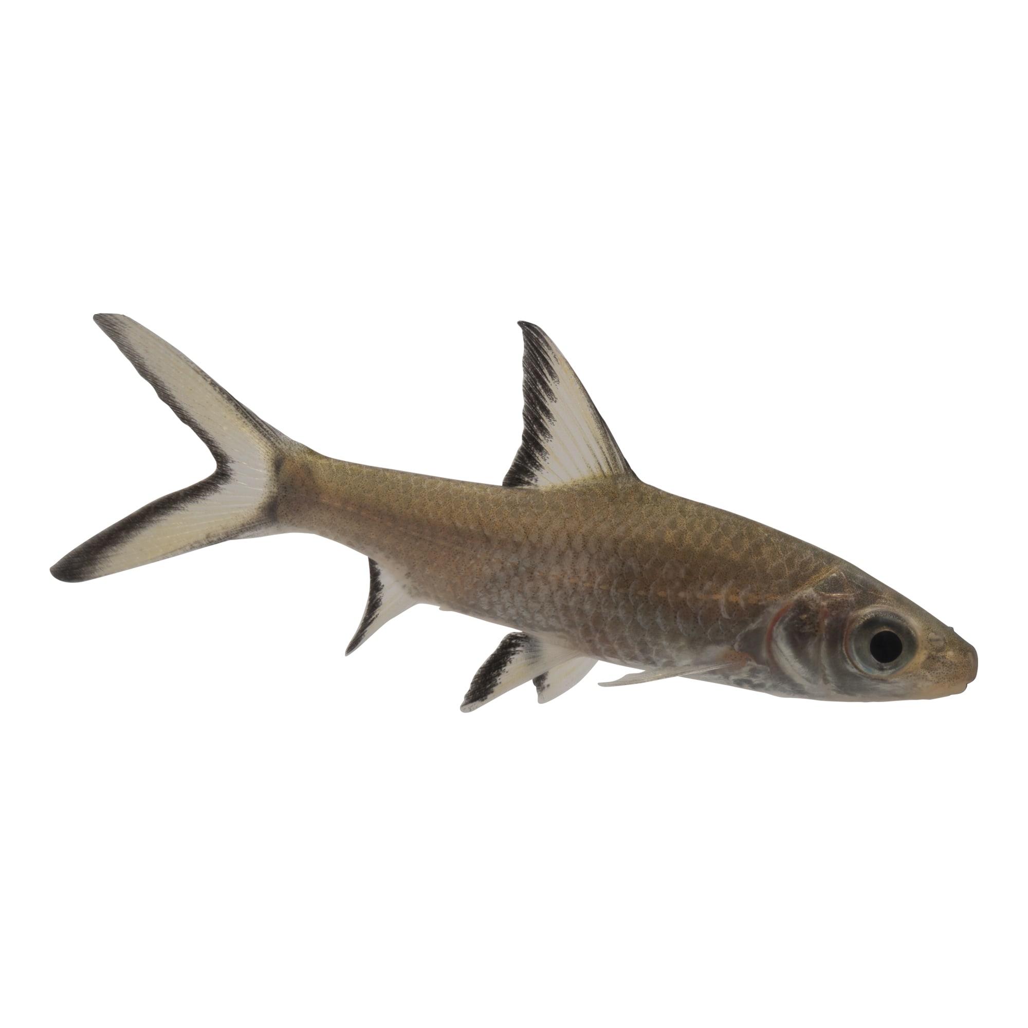 Bala Sharks for Sale: Order Bala Sharks Online