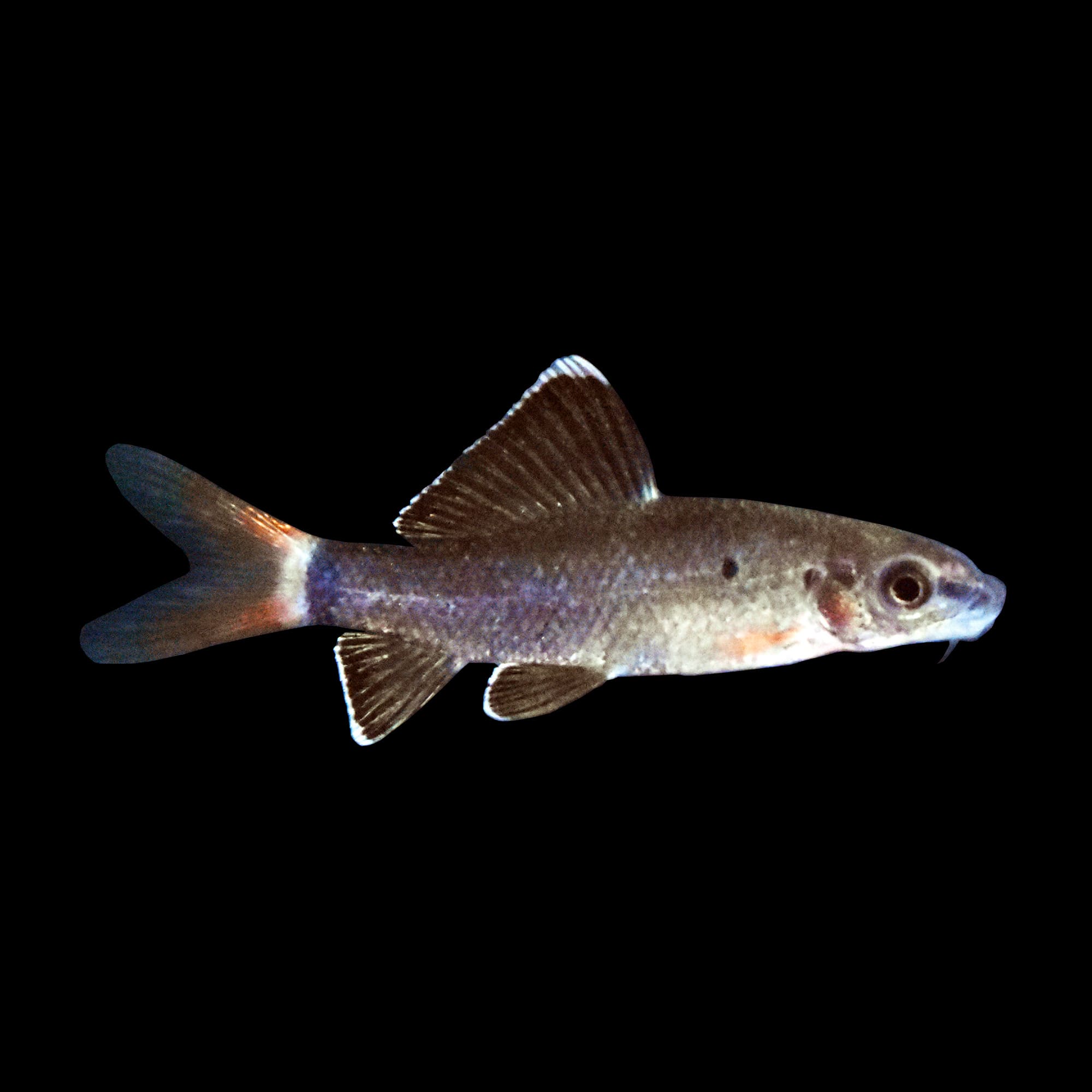 red tail shark with african cichlids