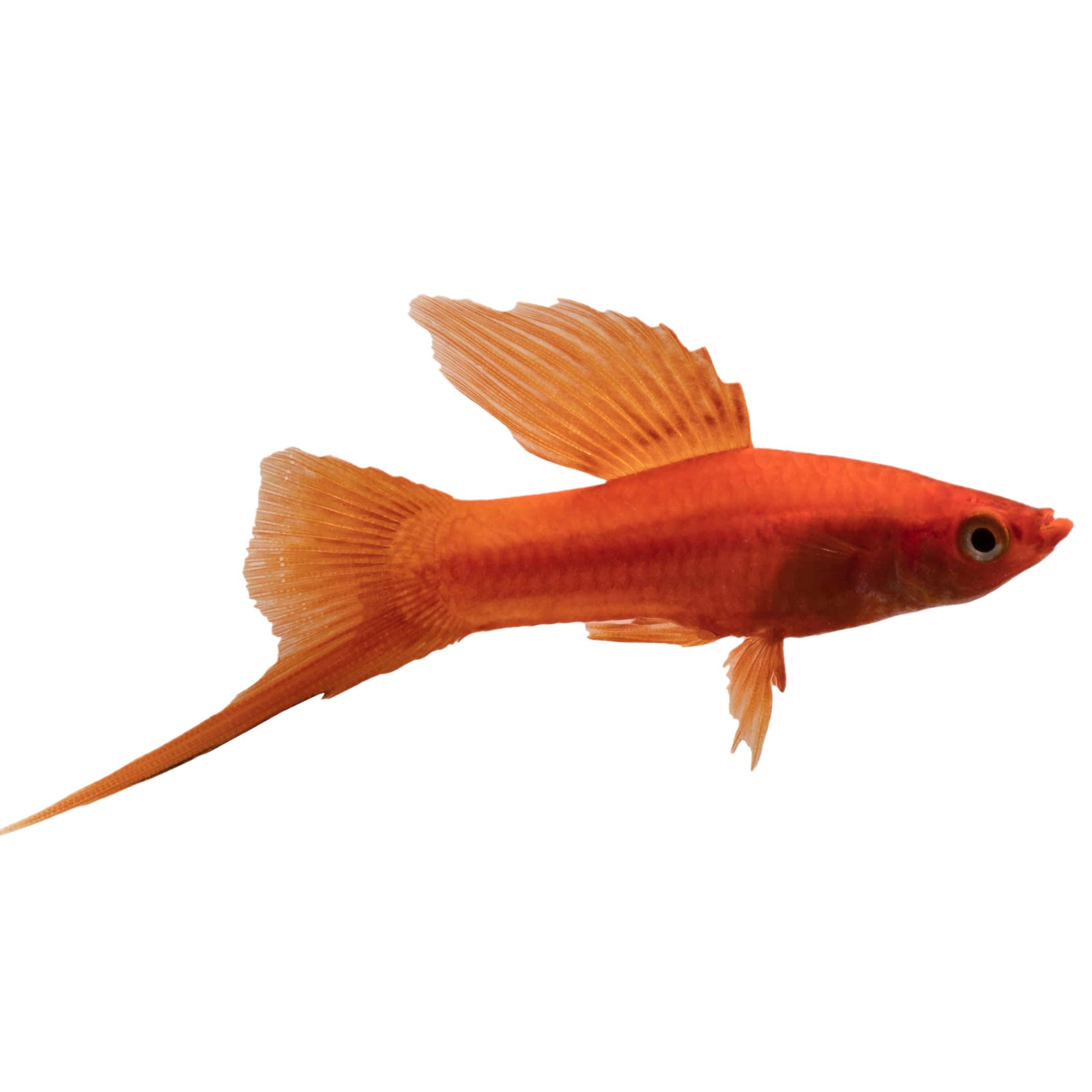 Red Swordtail Fish for Sale: Order Online