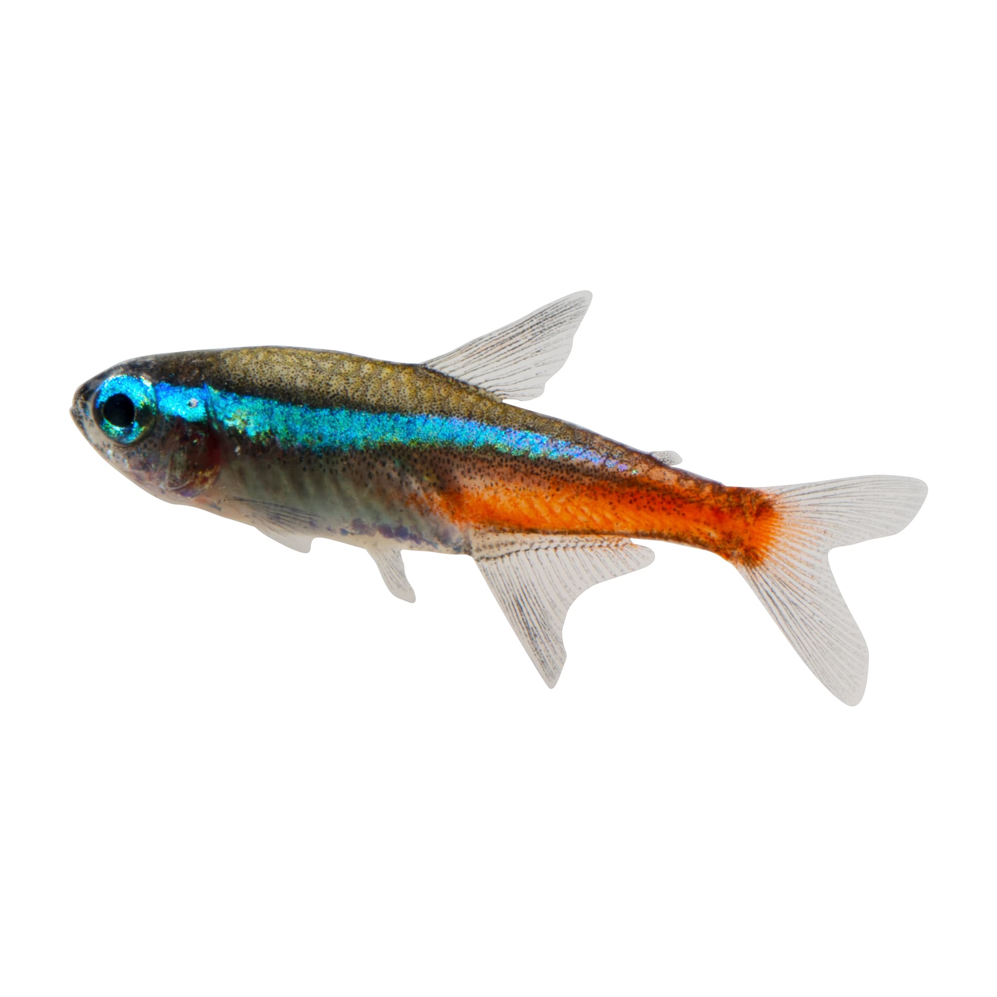 Large Neon Tetra Fish for Freshwater Aquariums