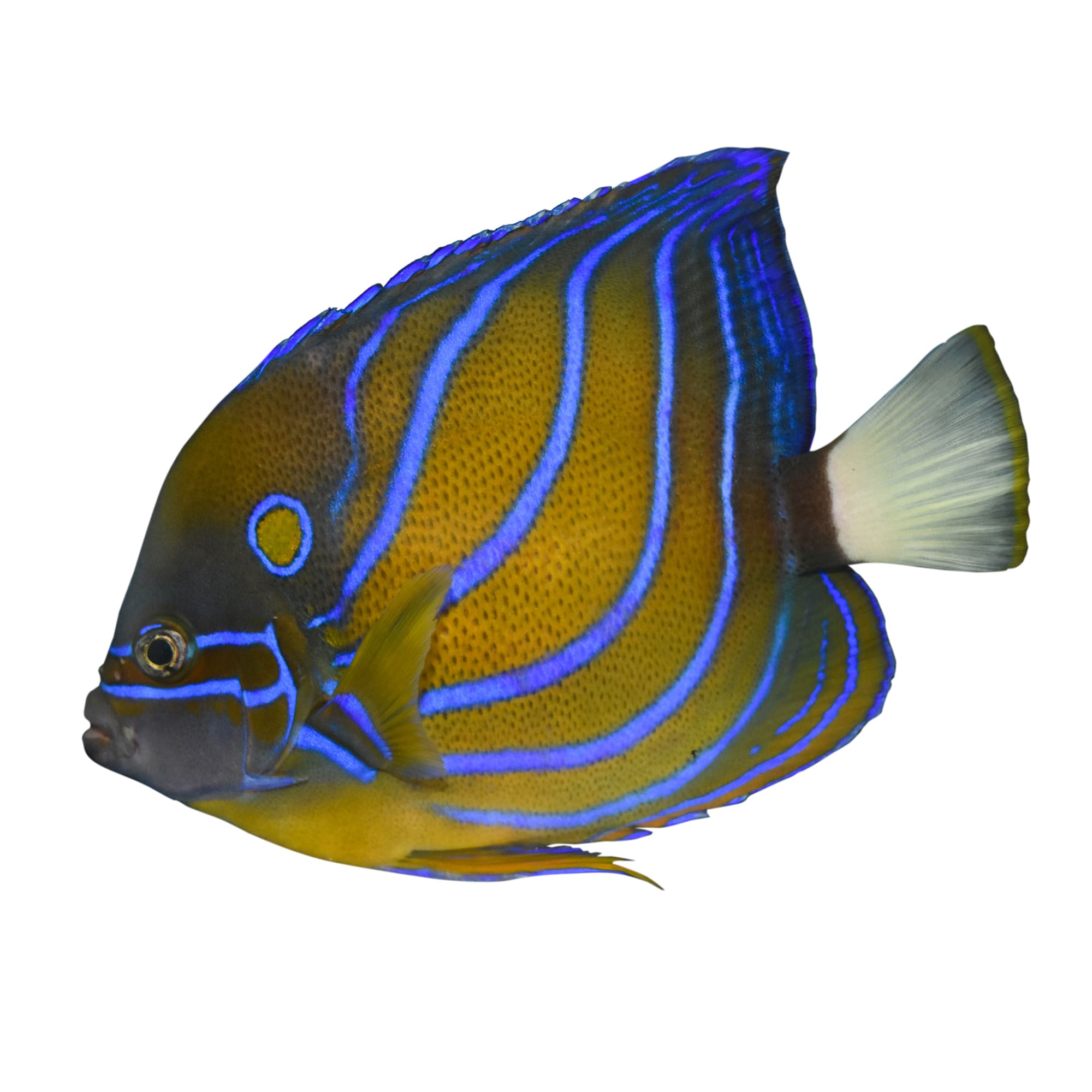 angelfish at petco