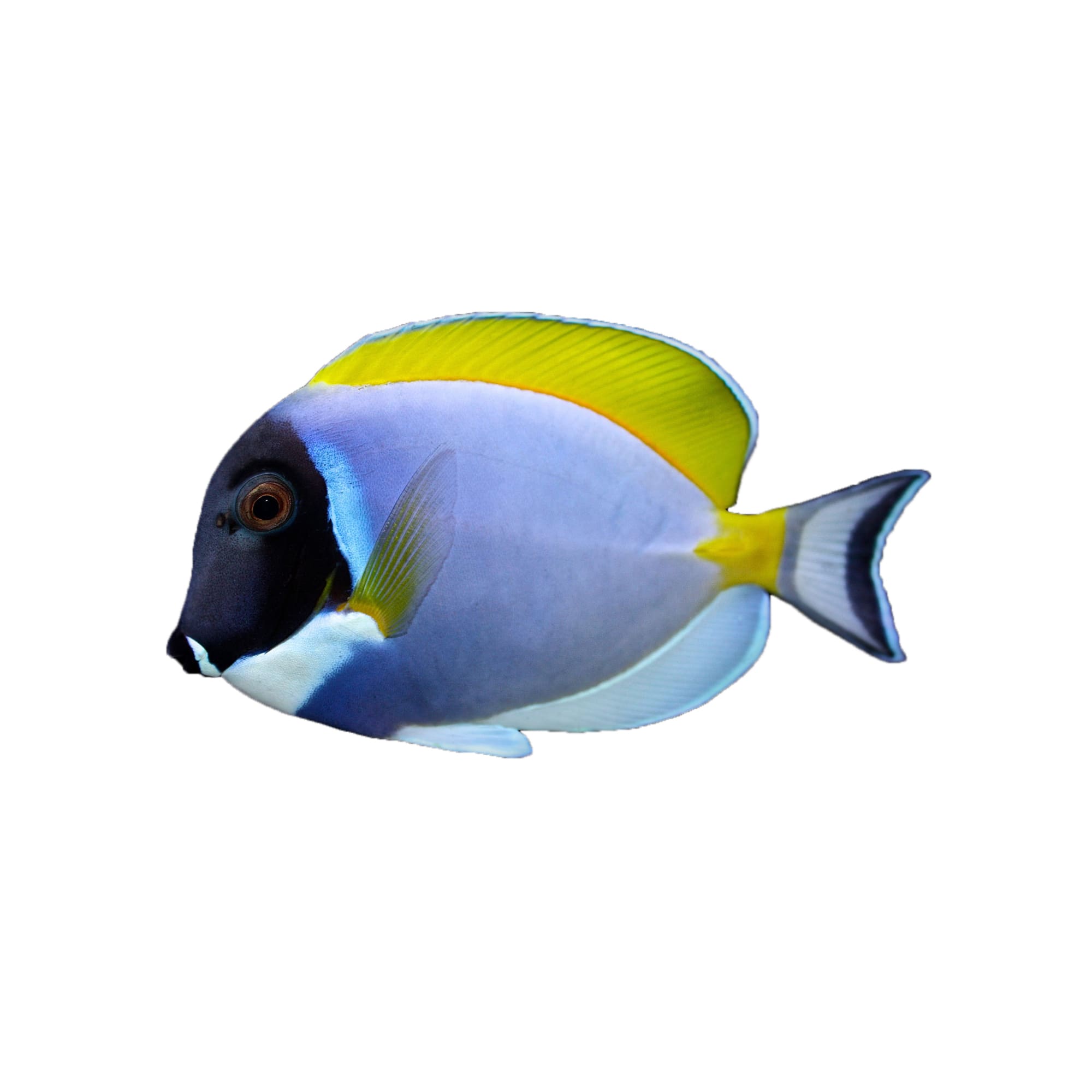 petco yellow tang