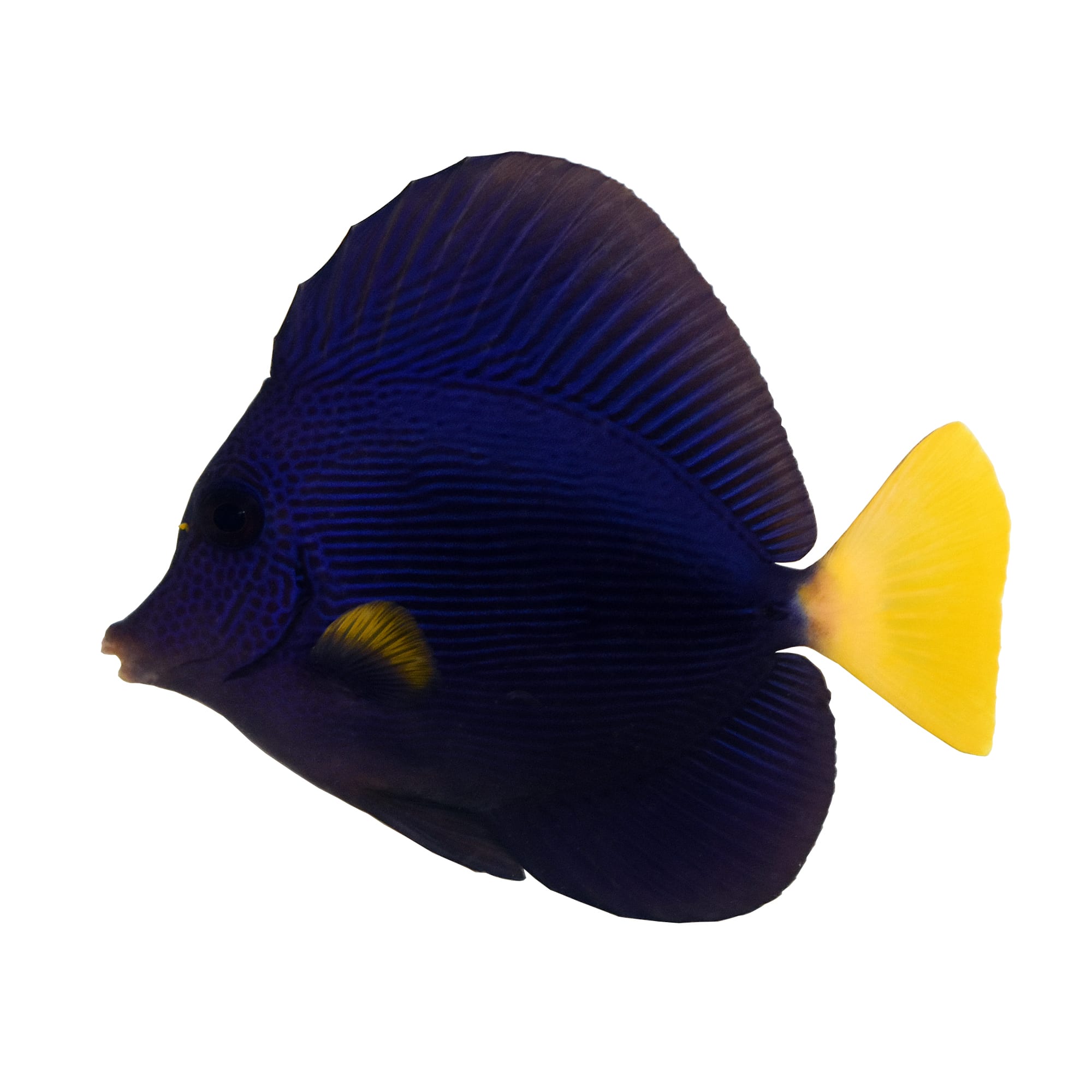 petco yellow tang