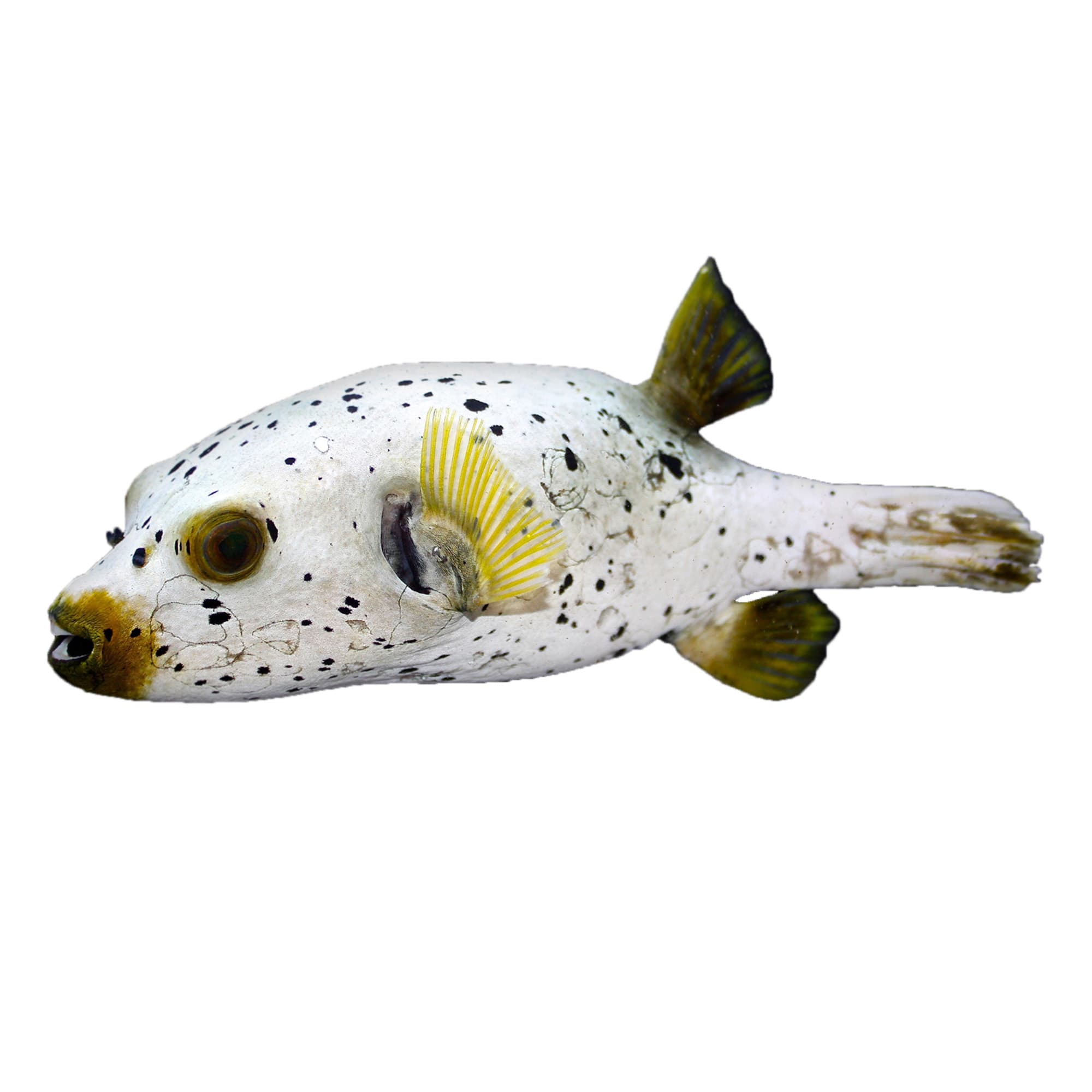 Dog Face Puffers for Sale: Order Online 