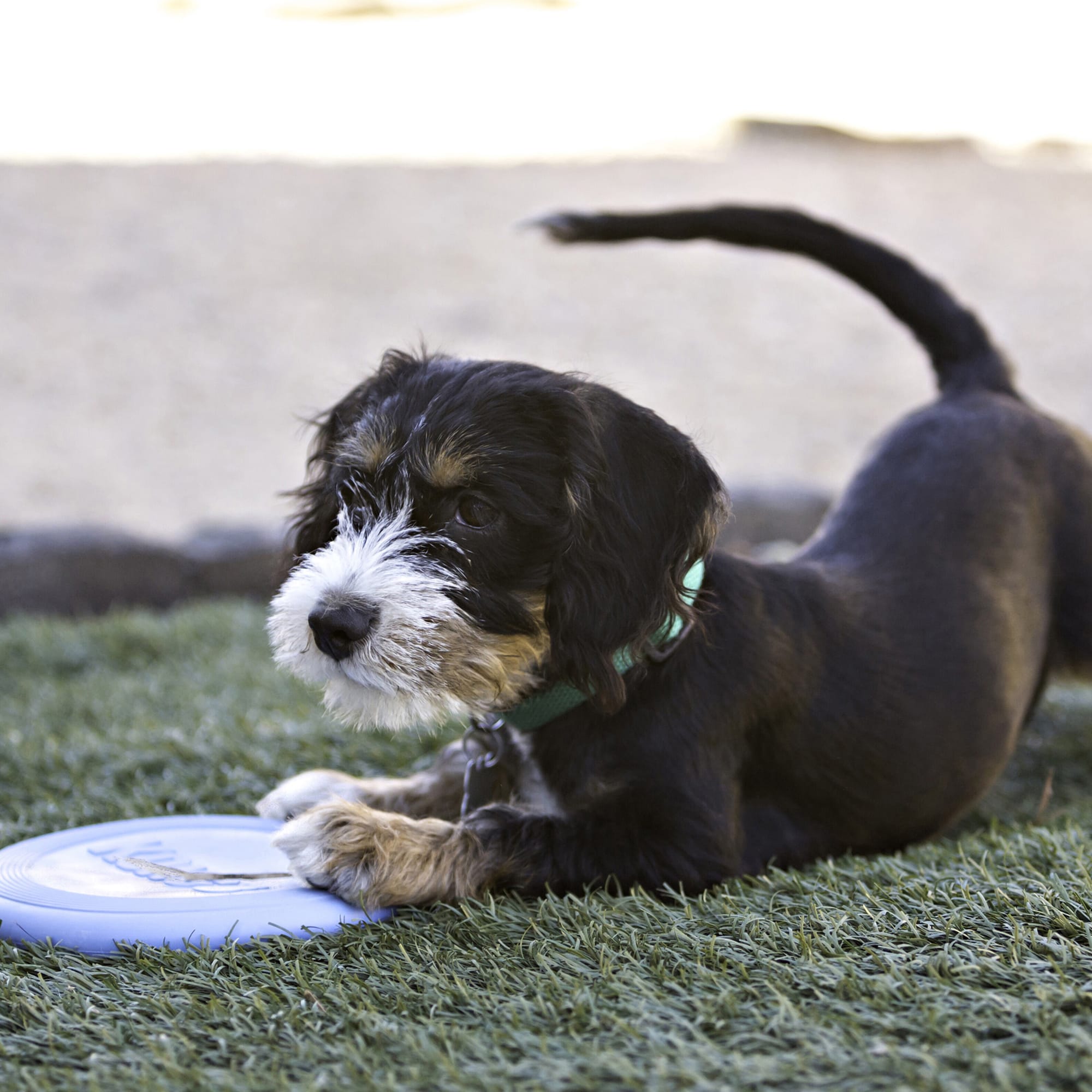 KONG Flyer Extreme™ - Frisbee pour chiens - KONG / Direct-Vet