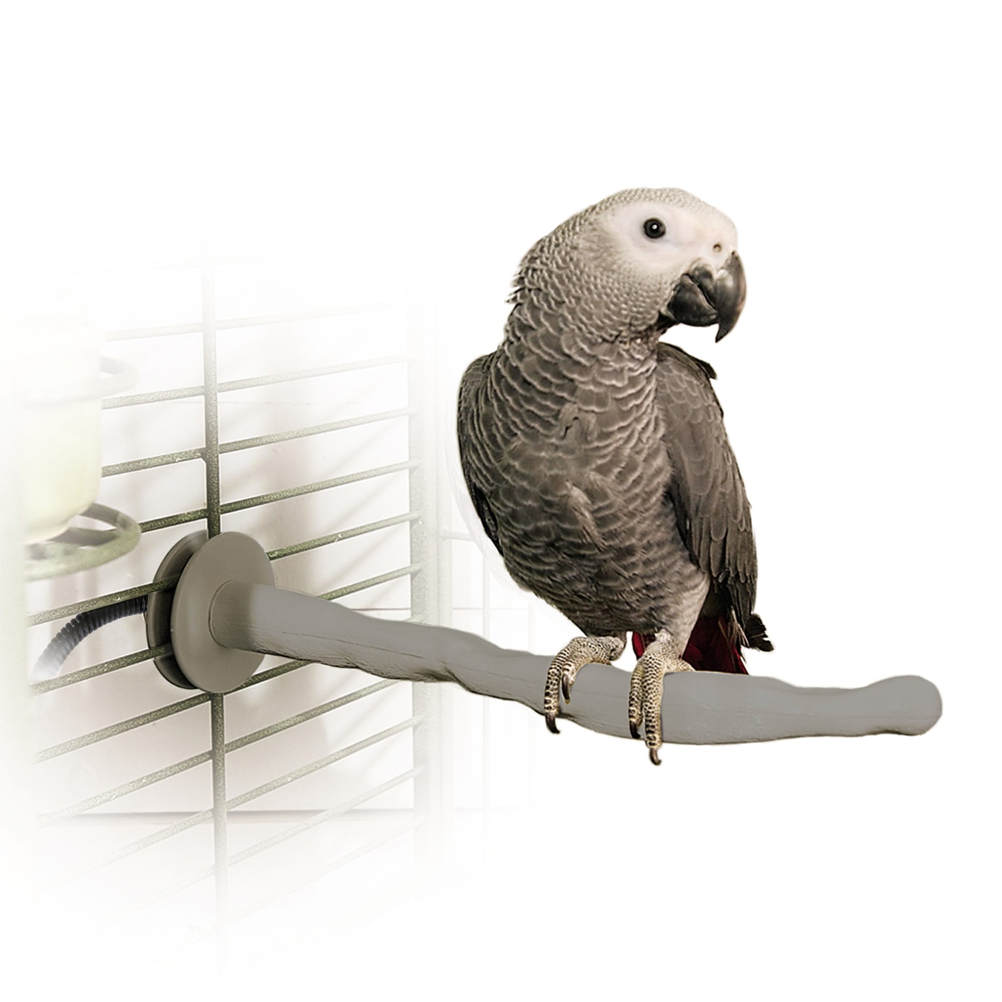 Quaker best sale parrot petco