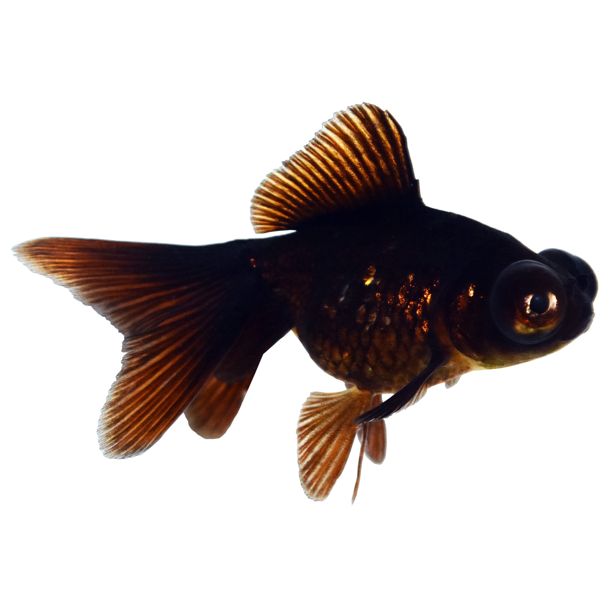 Petco Black Moor Goldfish, Medium 23" Coldwater & Hardy