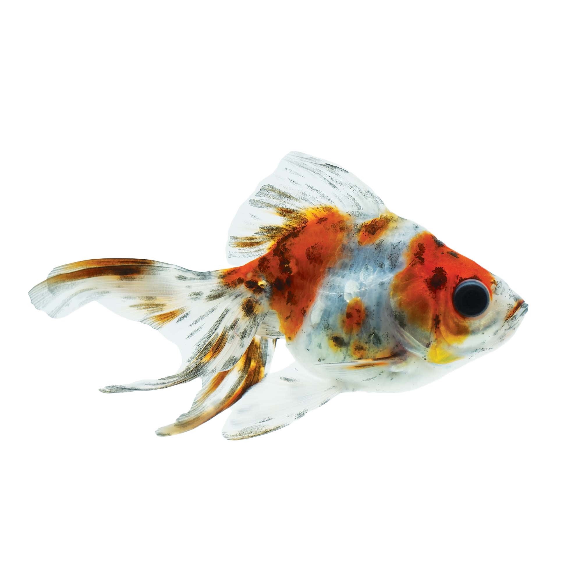 Calico Fantail Goldfish For Sale - Small