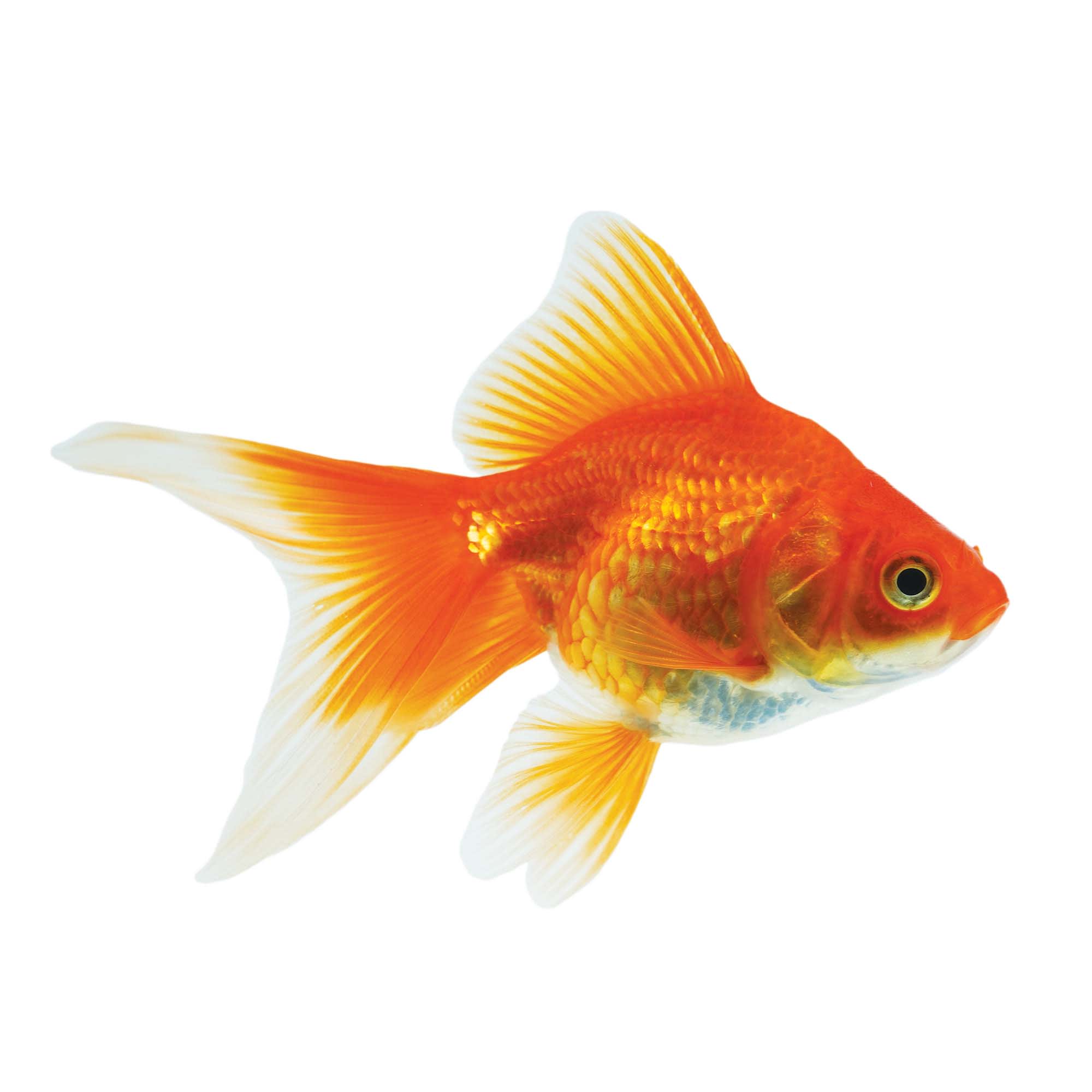 Red and best sale white goldfish