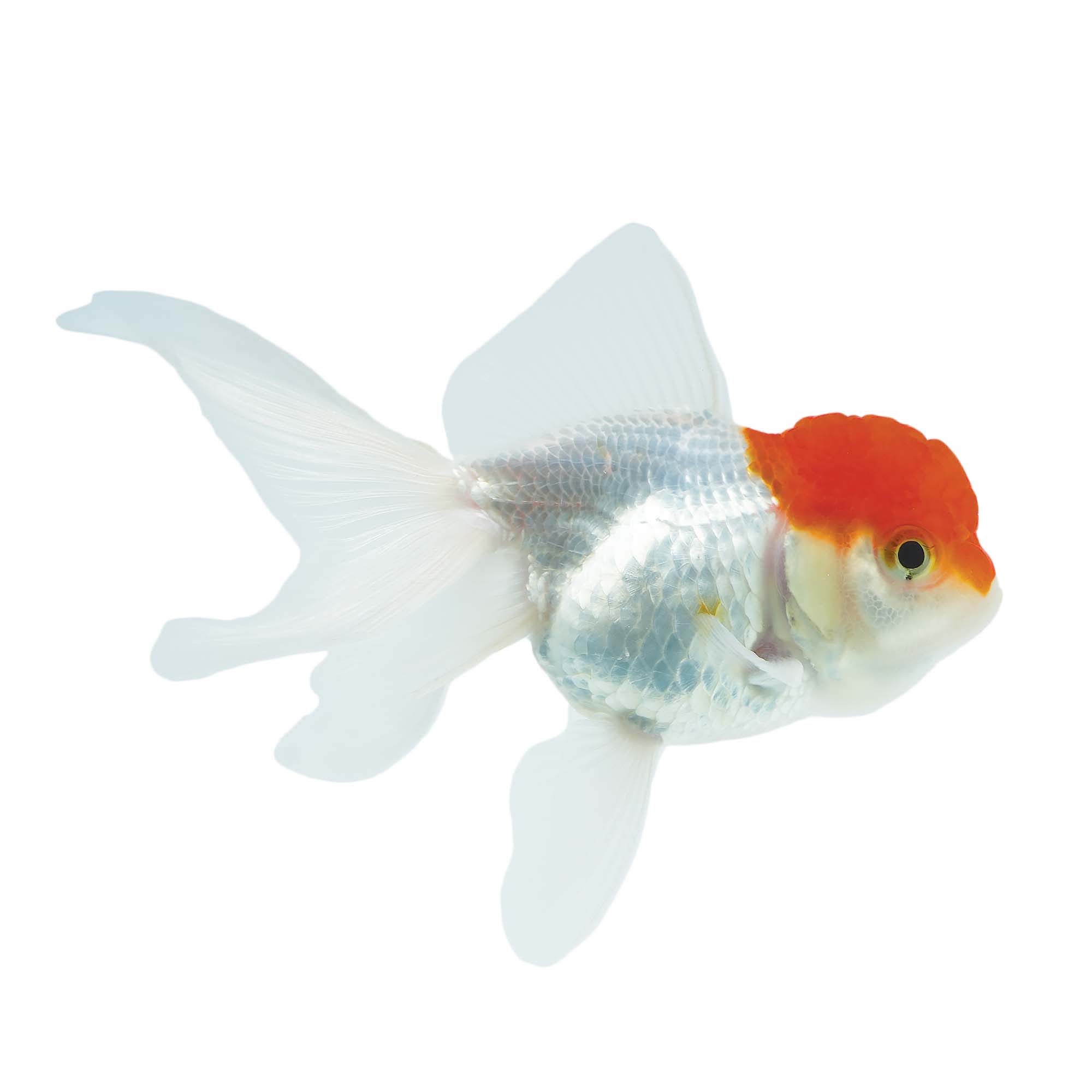 Red Cap Oranda Goldfish For Sale Large Petco