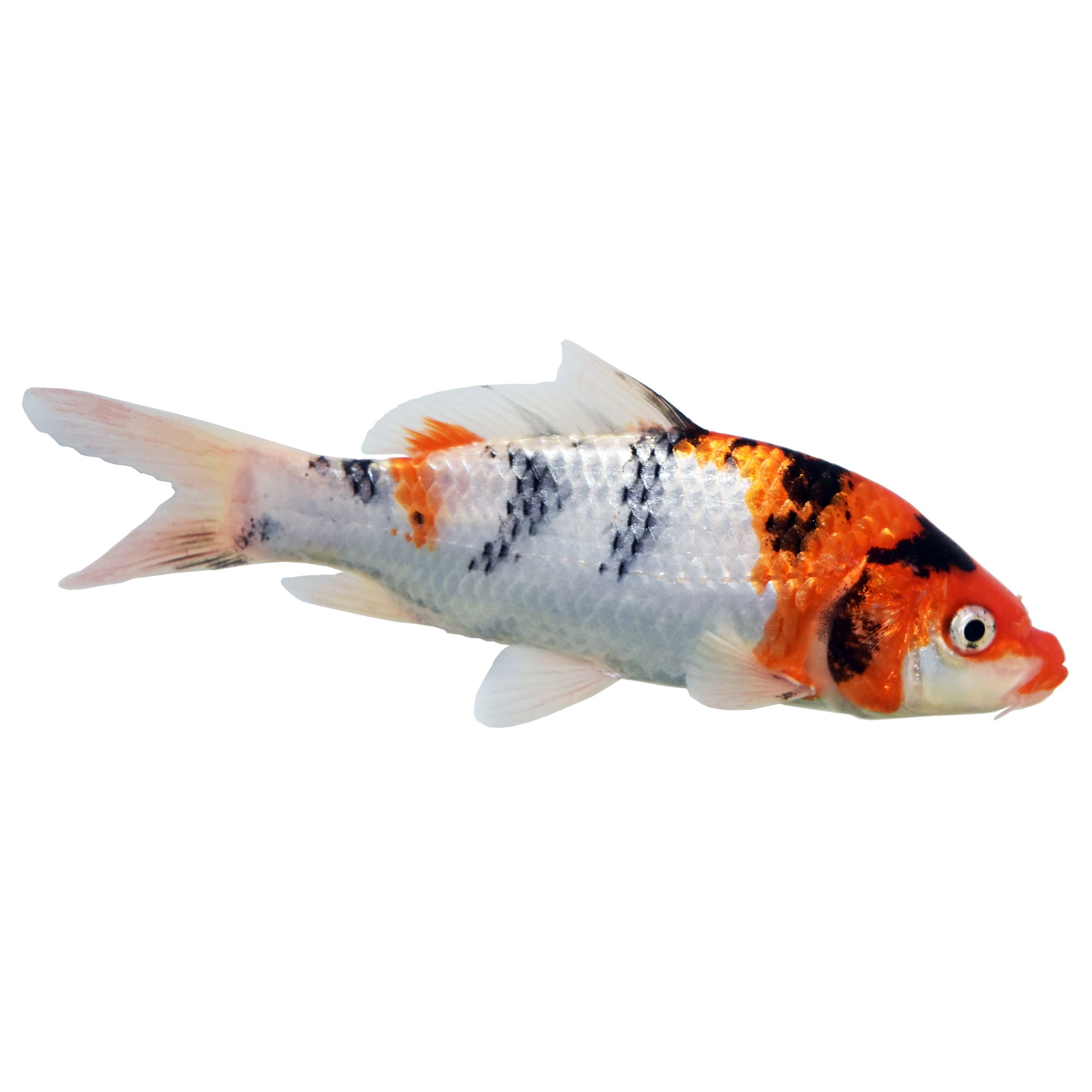 Koi fish hot sale for sale petsmart