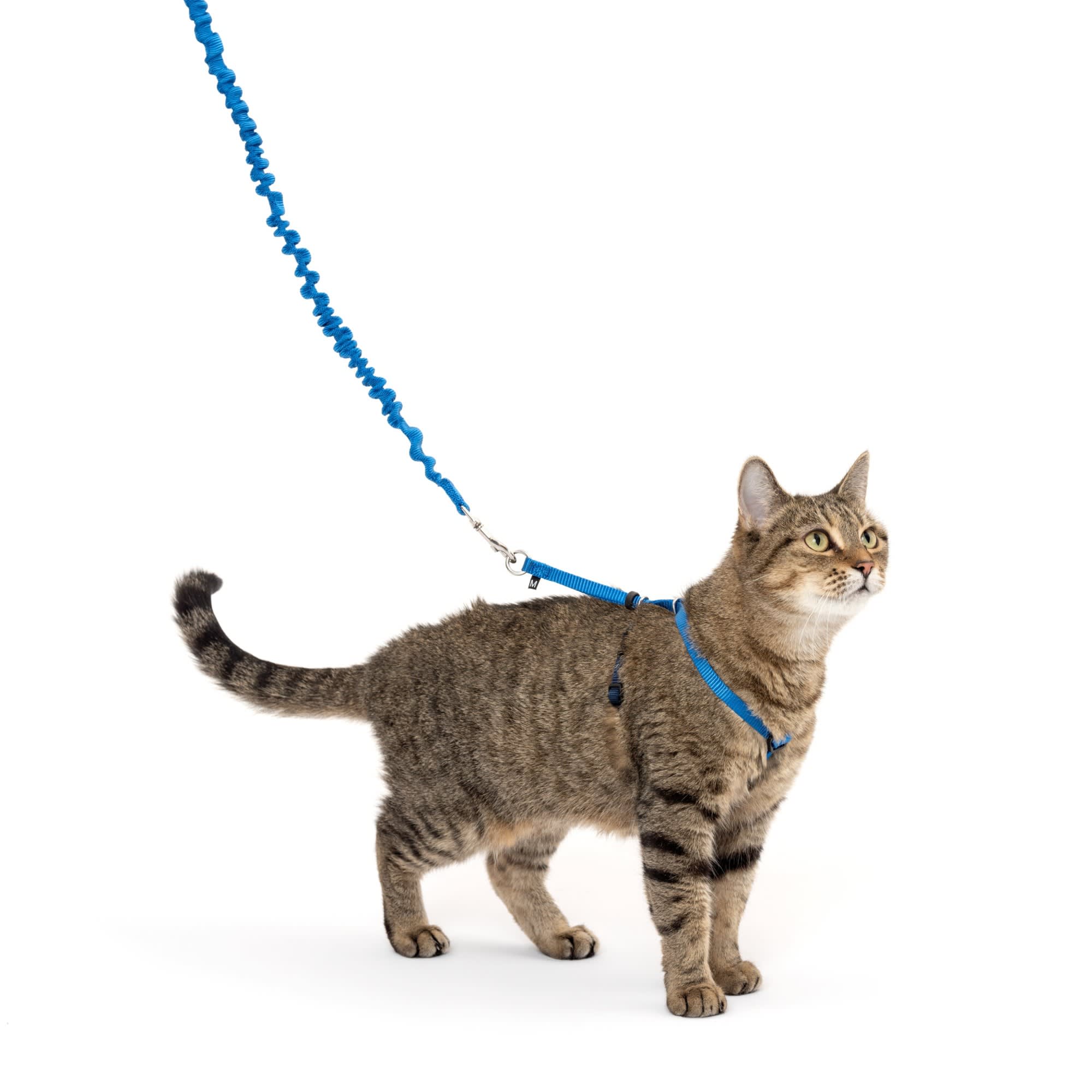 Petsafe cat harness 2025 how to put on