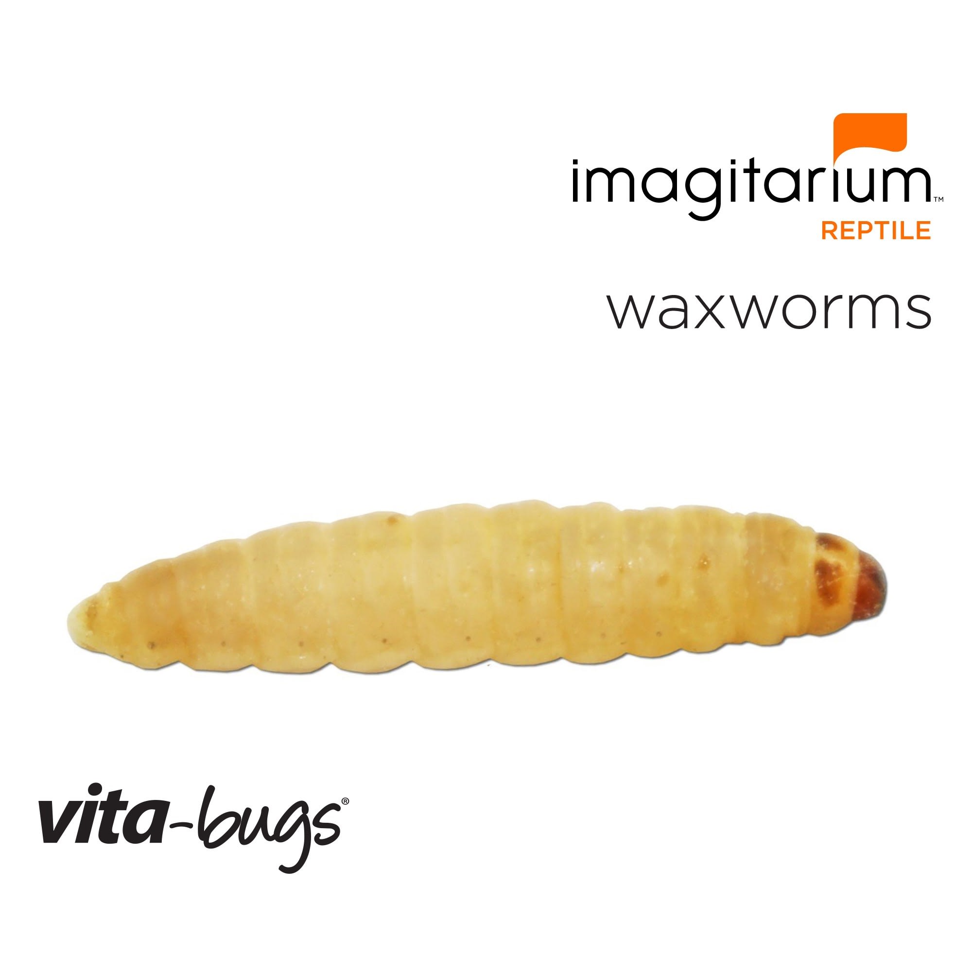 Vita-Bugs Waxworms - 50 Count