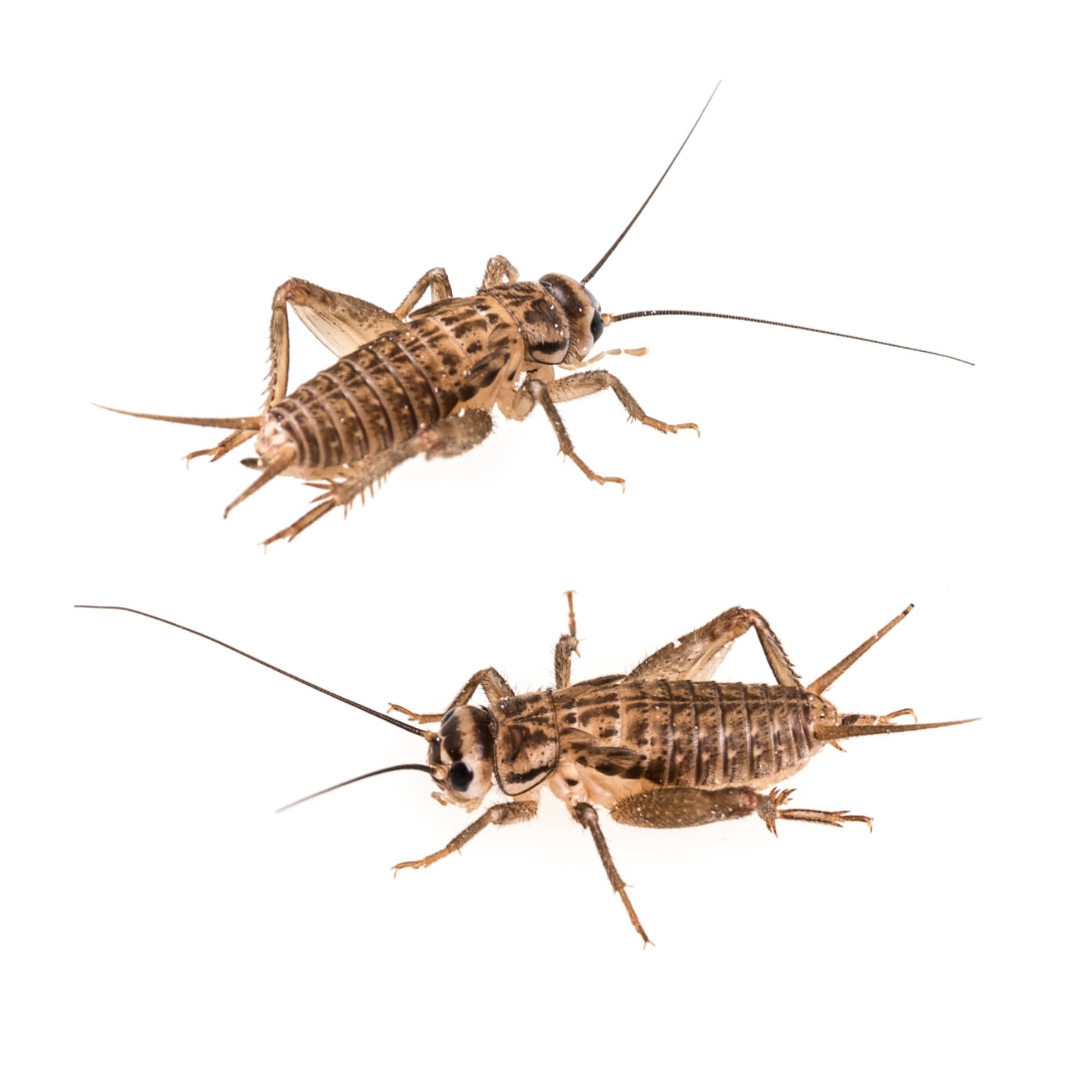 Pinheads Live Crickets Bulk (250)