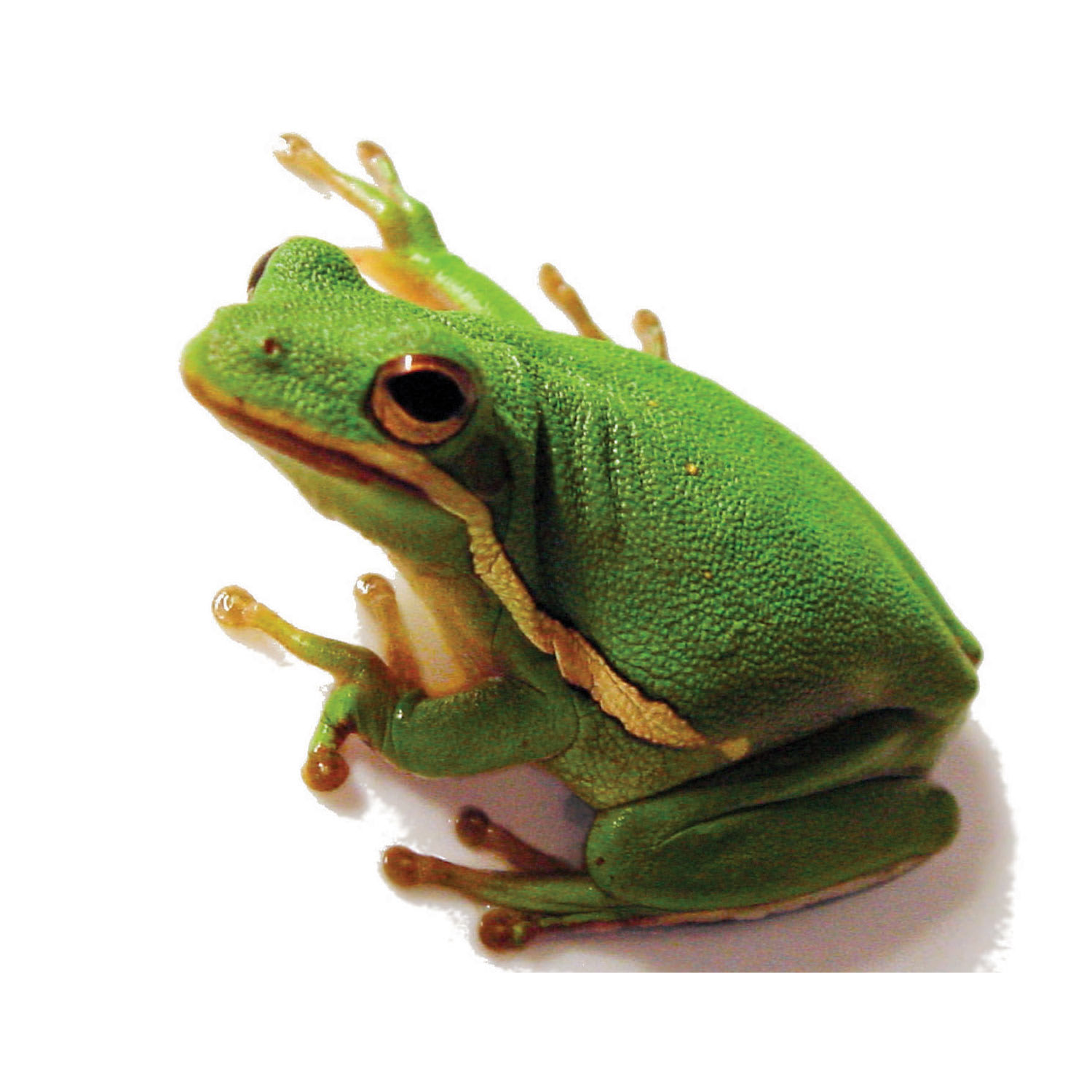 Petco Green Tree Frog Ideal for Enclosures with Foliage Vines