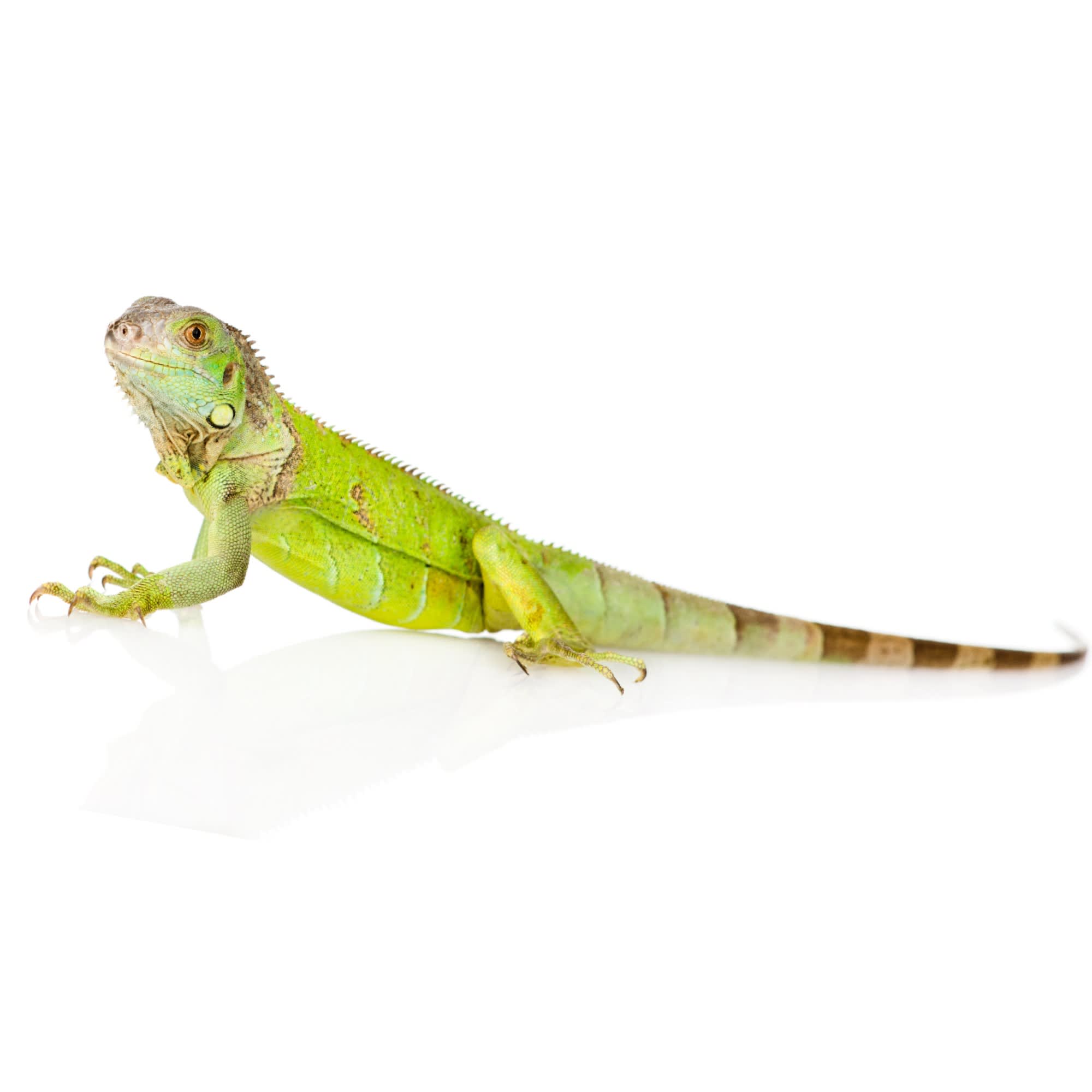 Petco Iguana Vibrant Community Lizard Herbivore