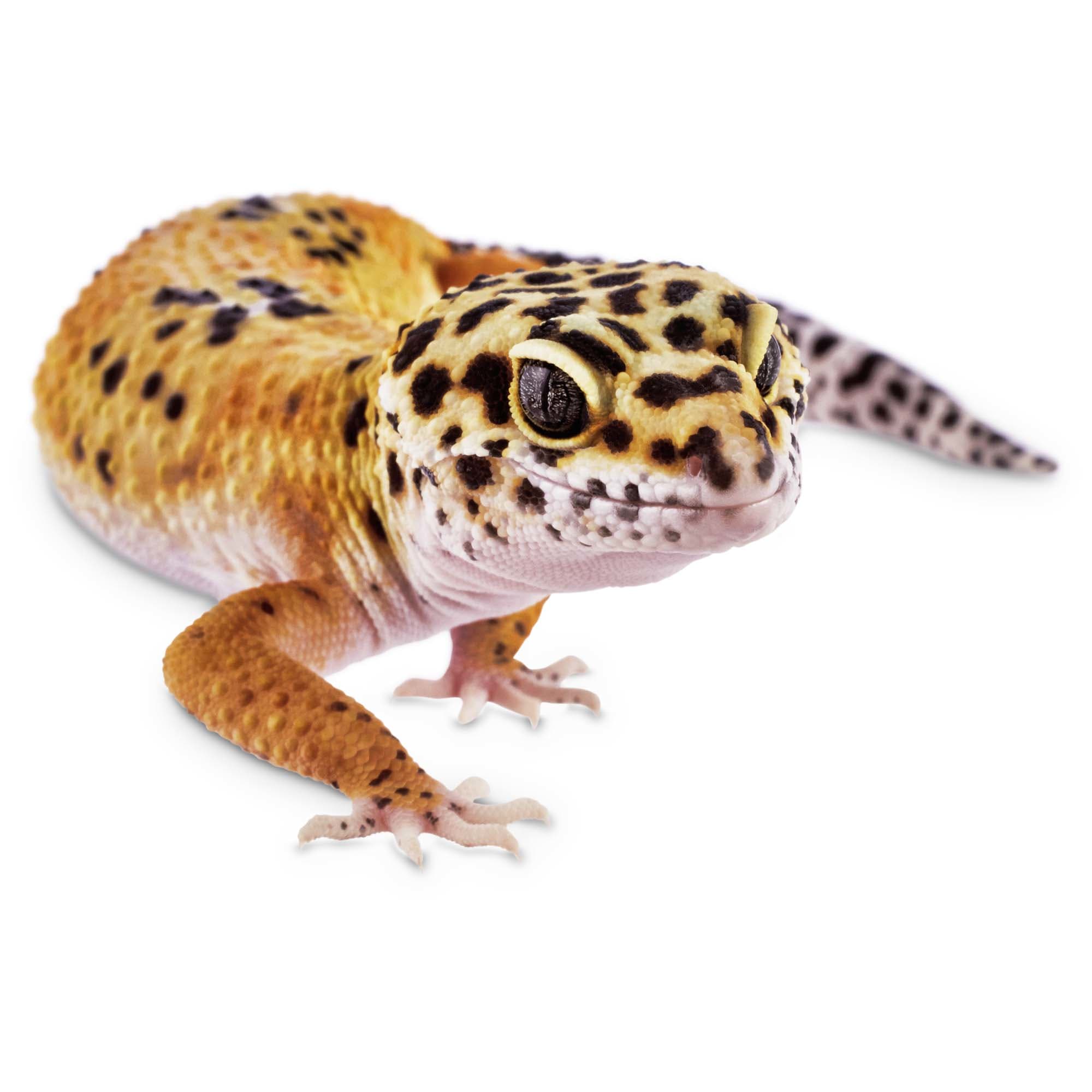Leopard Geckos for Sale | Buy Pet Leopard Geckos | Petco