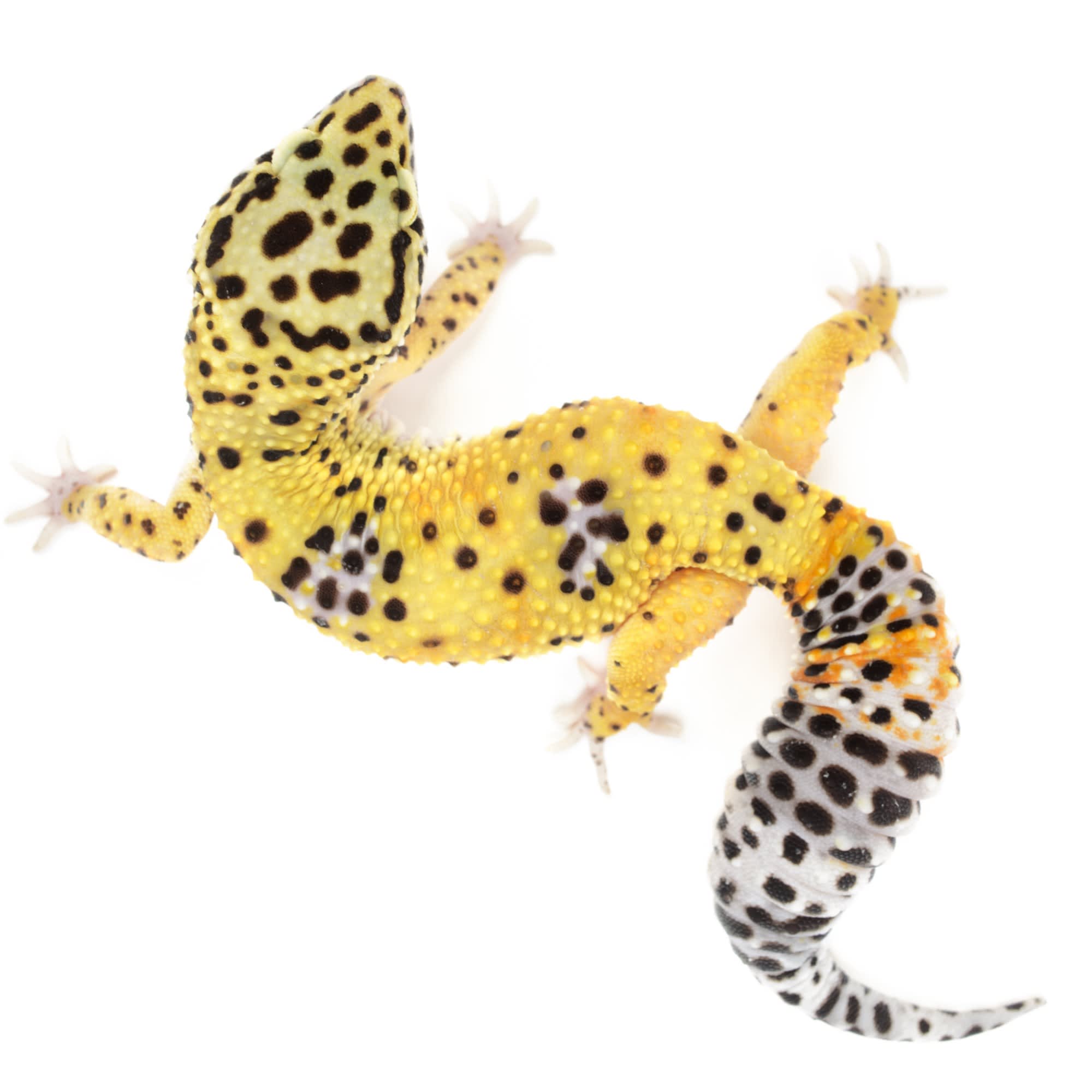 Leopard Geckos for Sale Buy Pet Leopard Geckos Petco