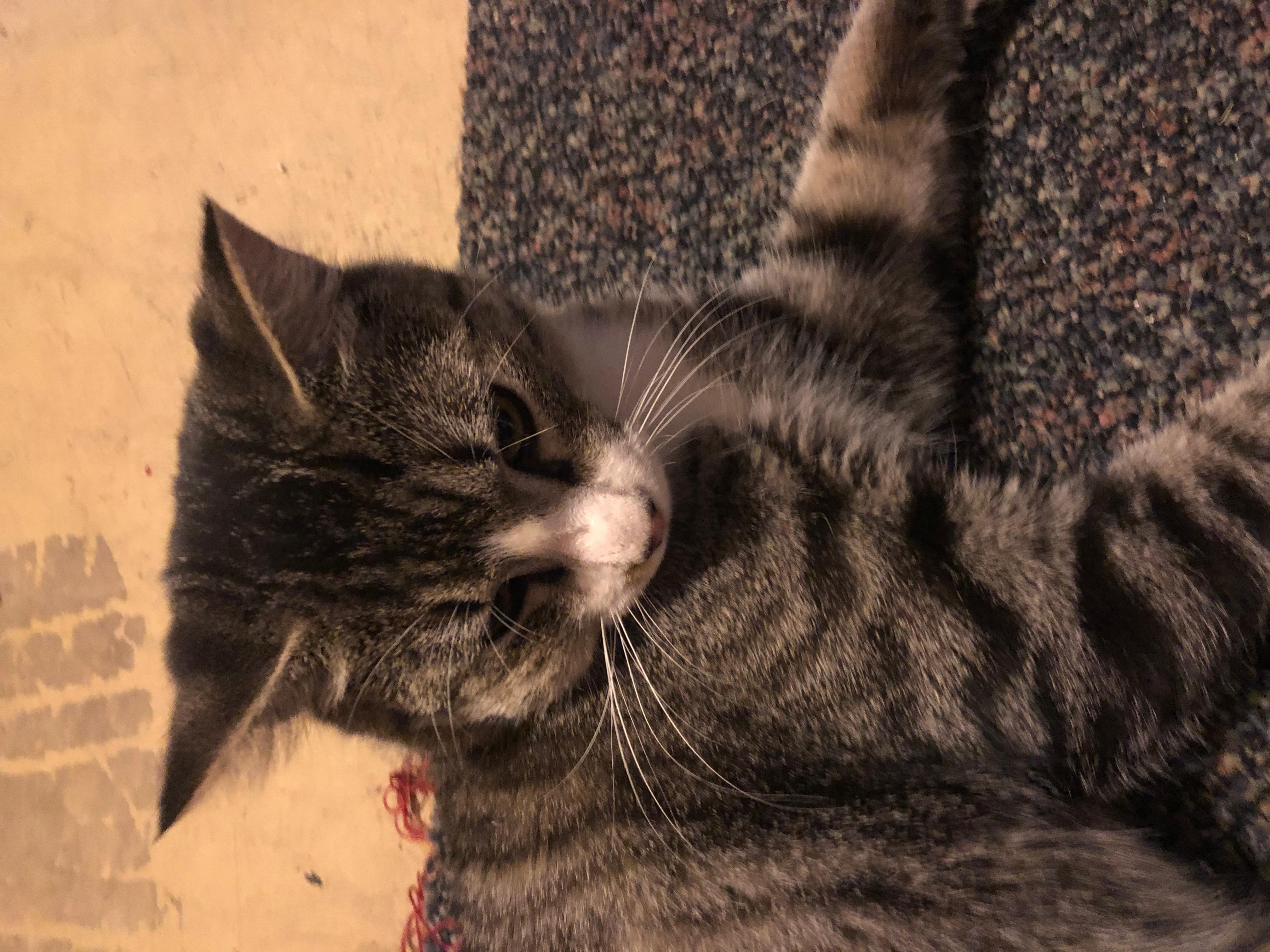 Feral Cat Has Recurring Cheek Bump After Fight? Find Solutions | Petco