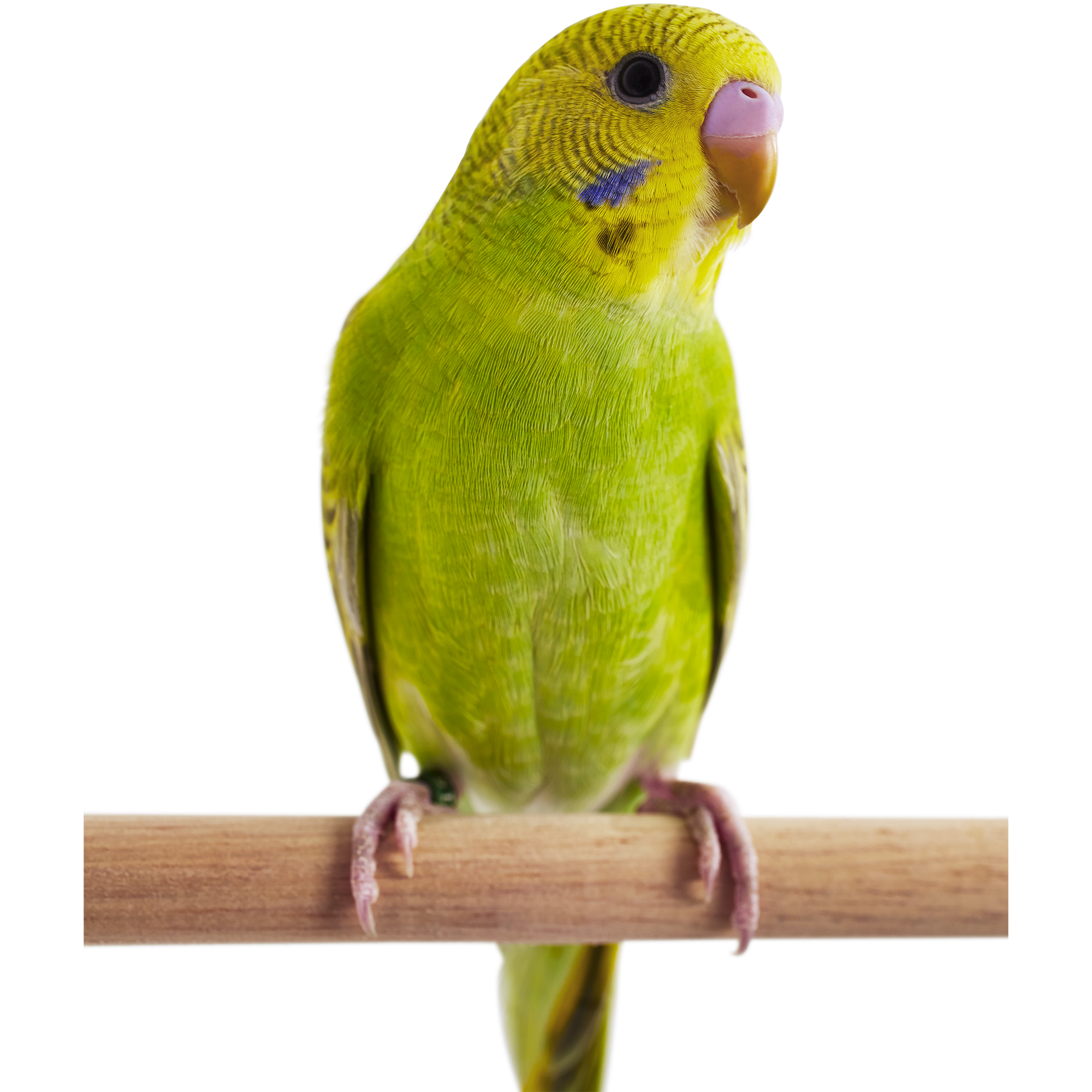 parakeet birds for sale