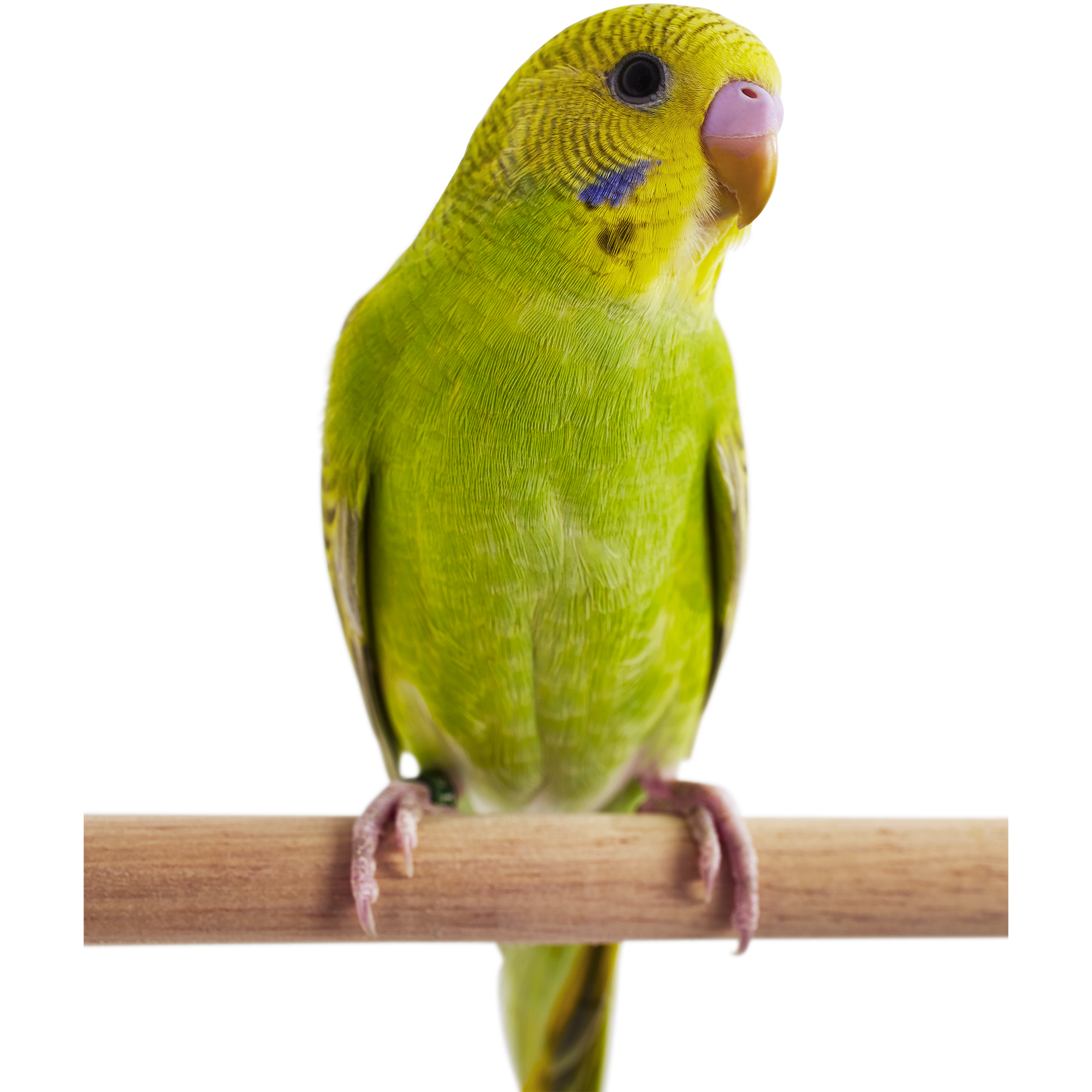 Parakeet store shop