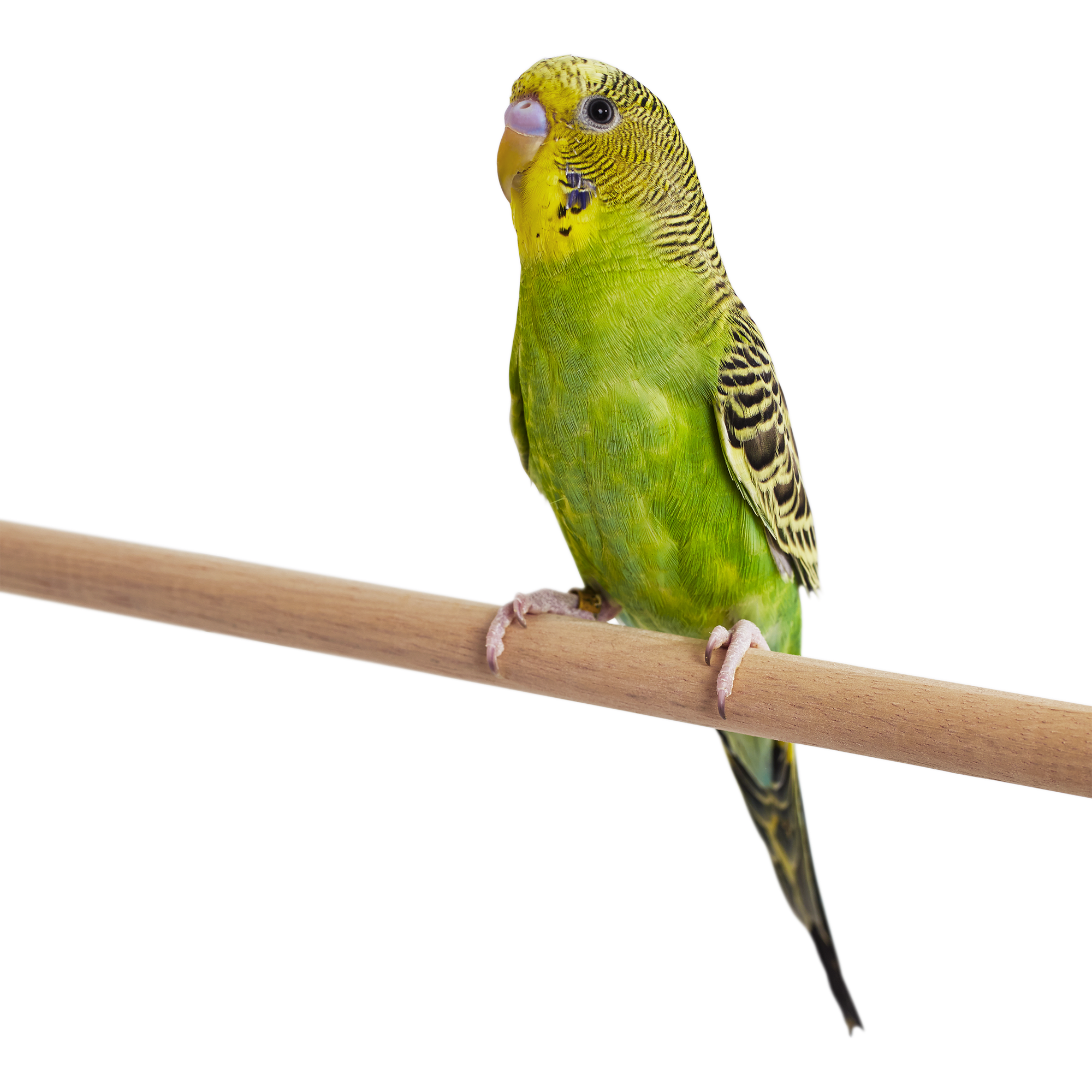 budgie-parakeet-outlet-100-save-47-jlcatj-gob-mx