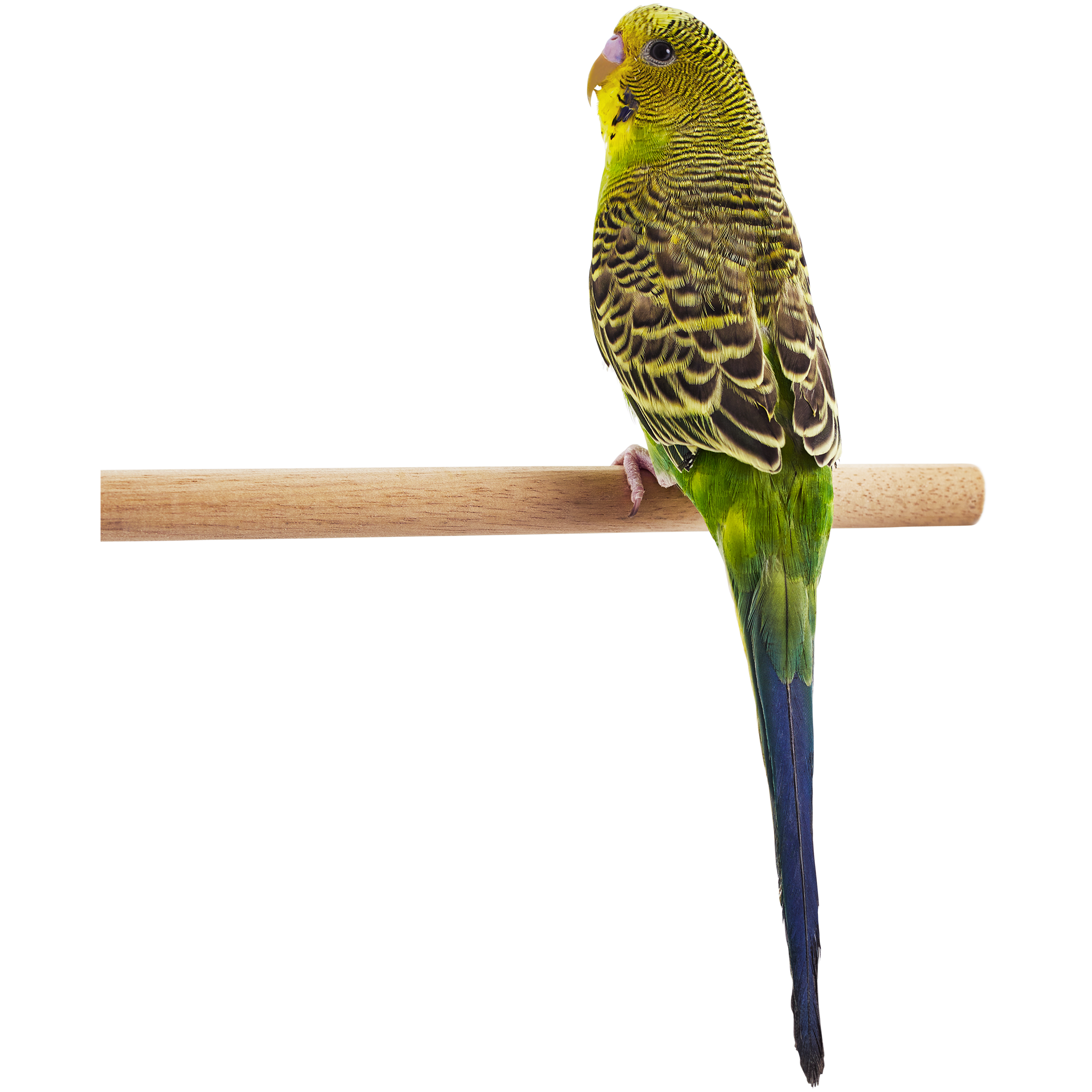 Petco budgies store