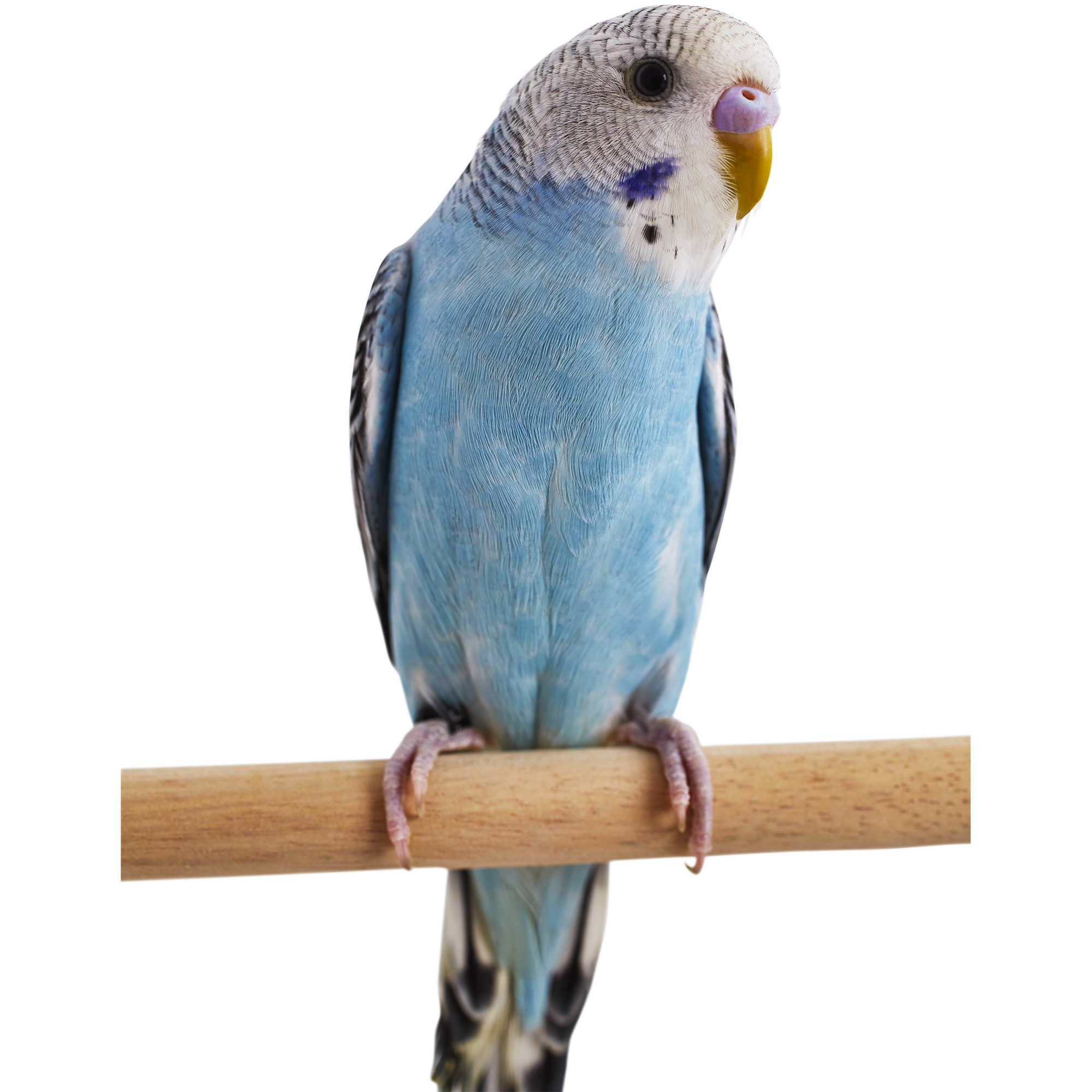 Budgie hotsell price petco