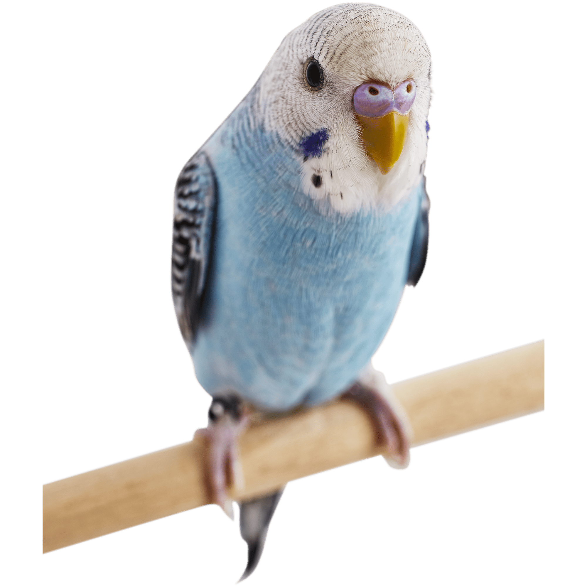 Green Parakeets For Sale Melopsittacus Undulatus Petco