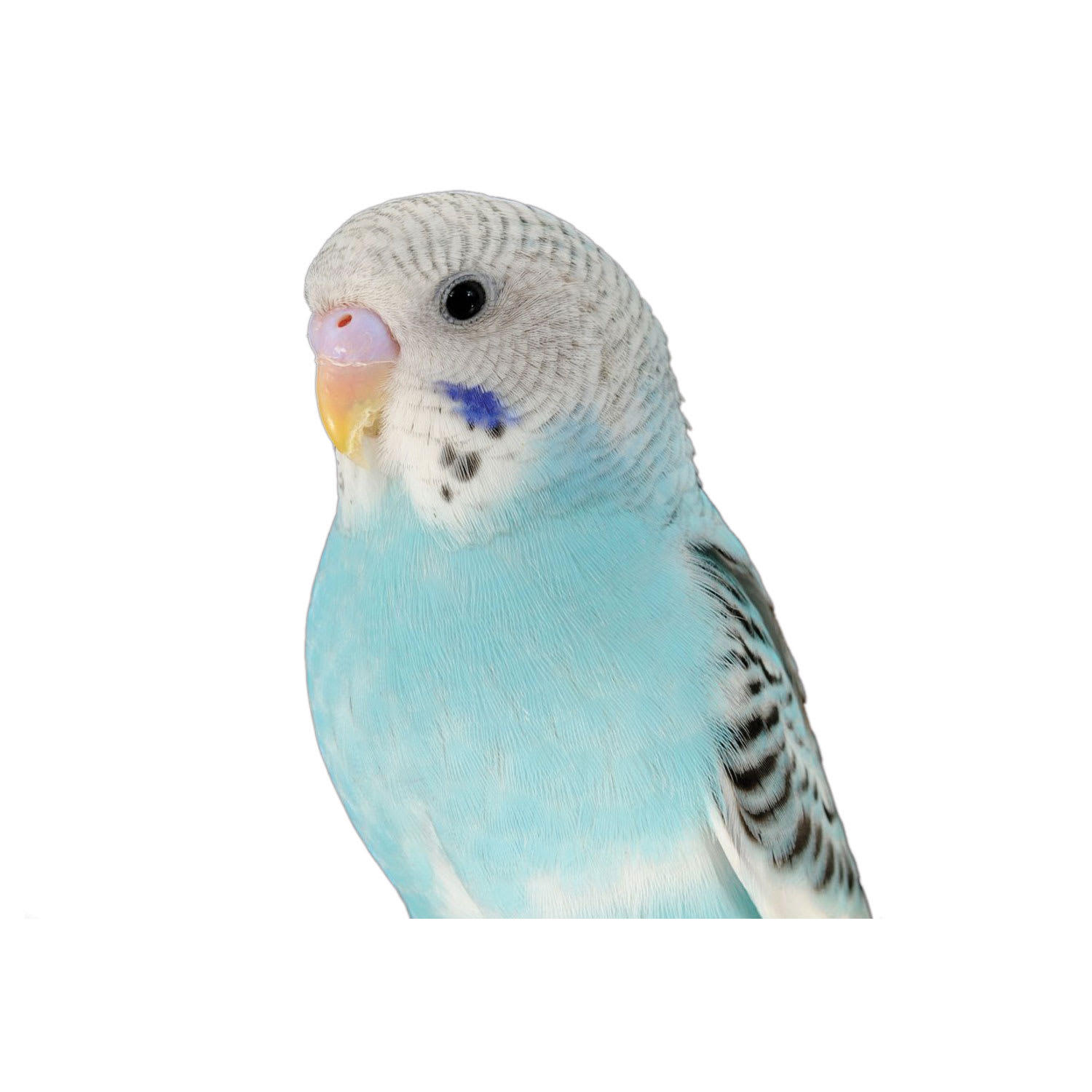 Buy parakeet near store me