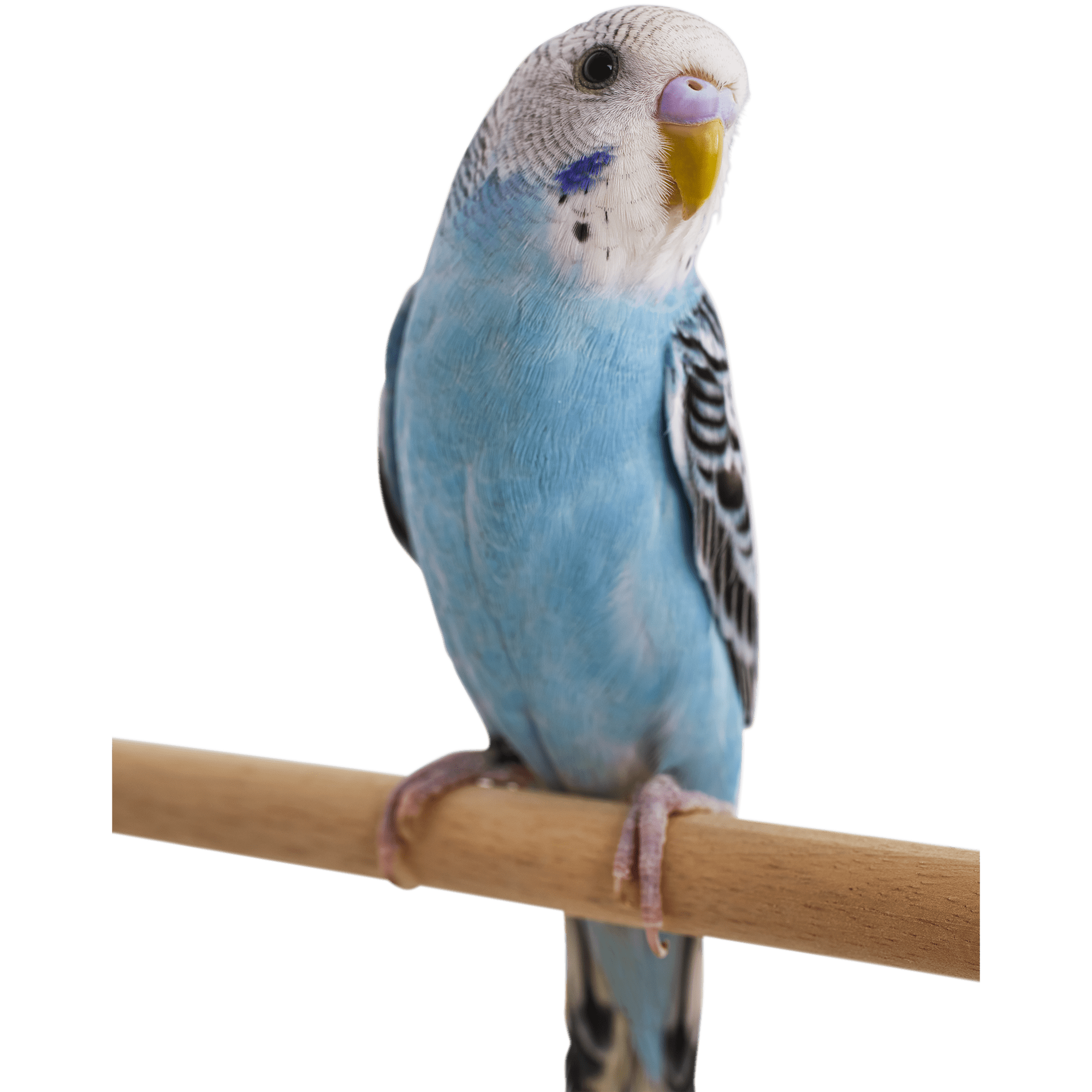 small parakeet