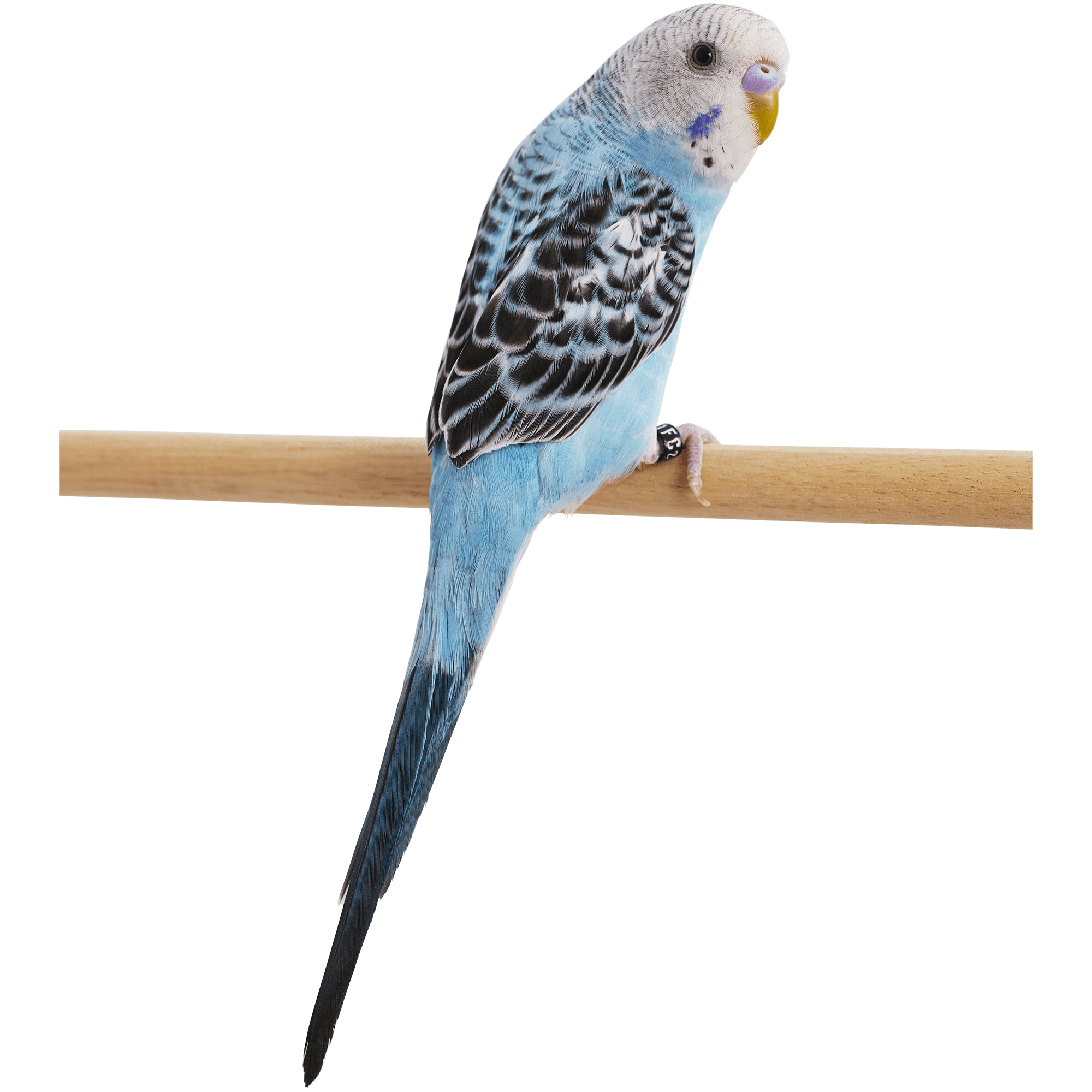 Blue Parakeets for Sale Melopsittacus undulatus Petco