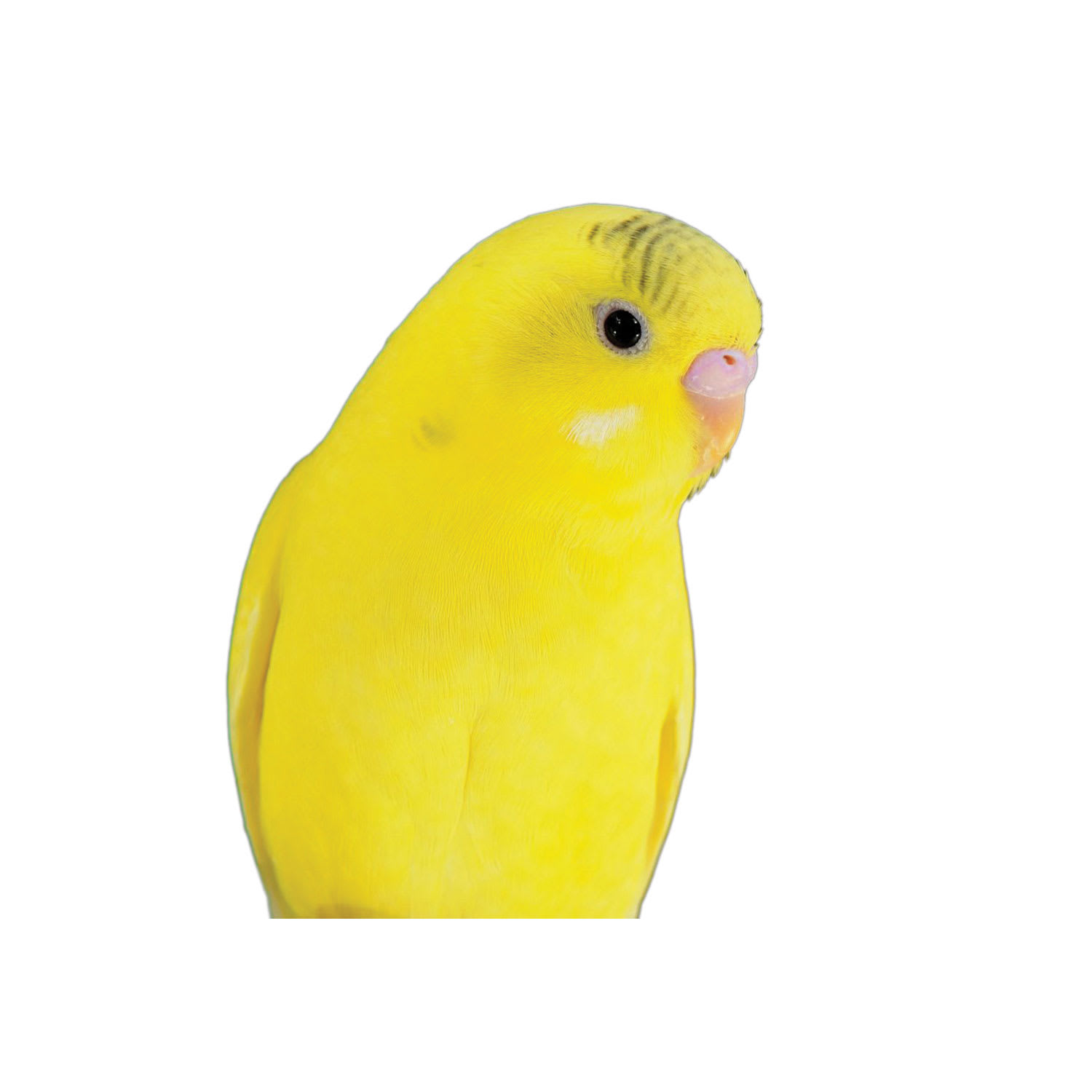 Petco budgie sale price