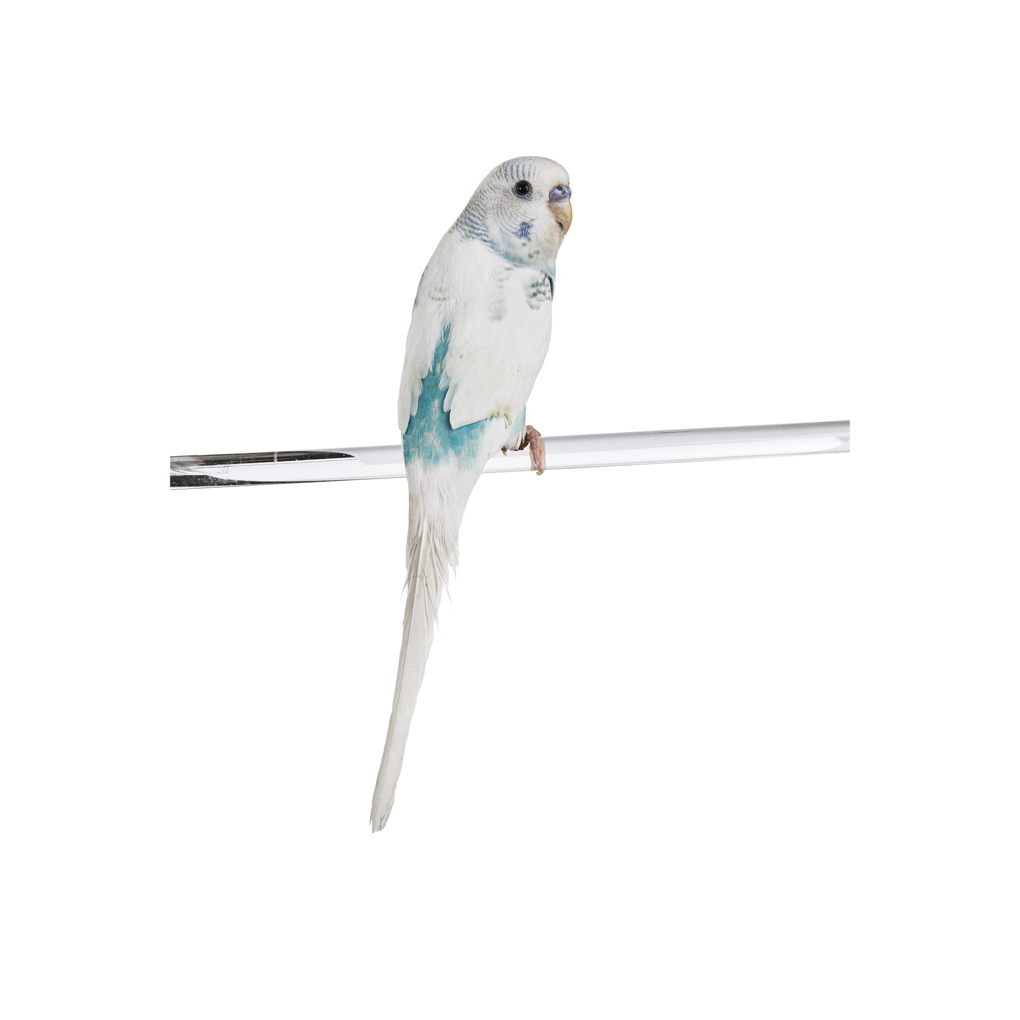 Petsmart parakeets outlet