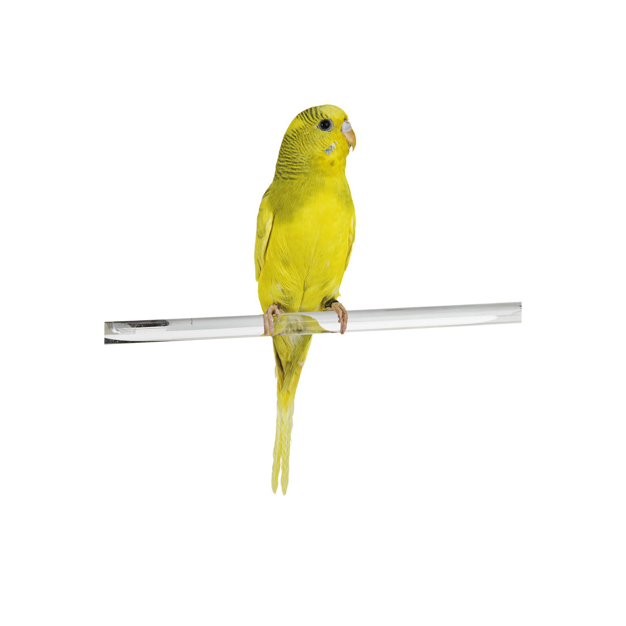 Shops that sell outlet budgies